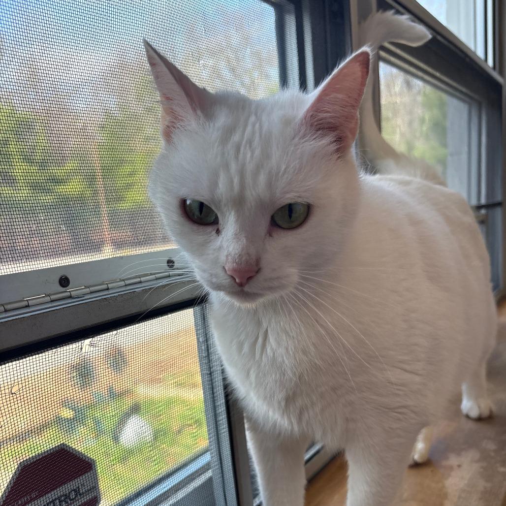 Enlarge Princess, a Adoptable American Shorthair in Brockton, MA image 2/4