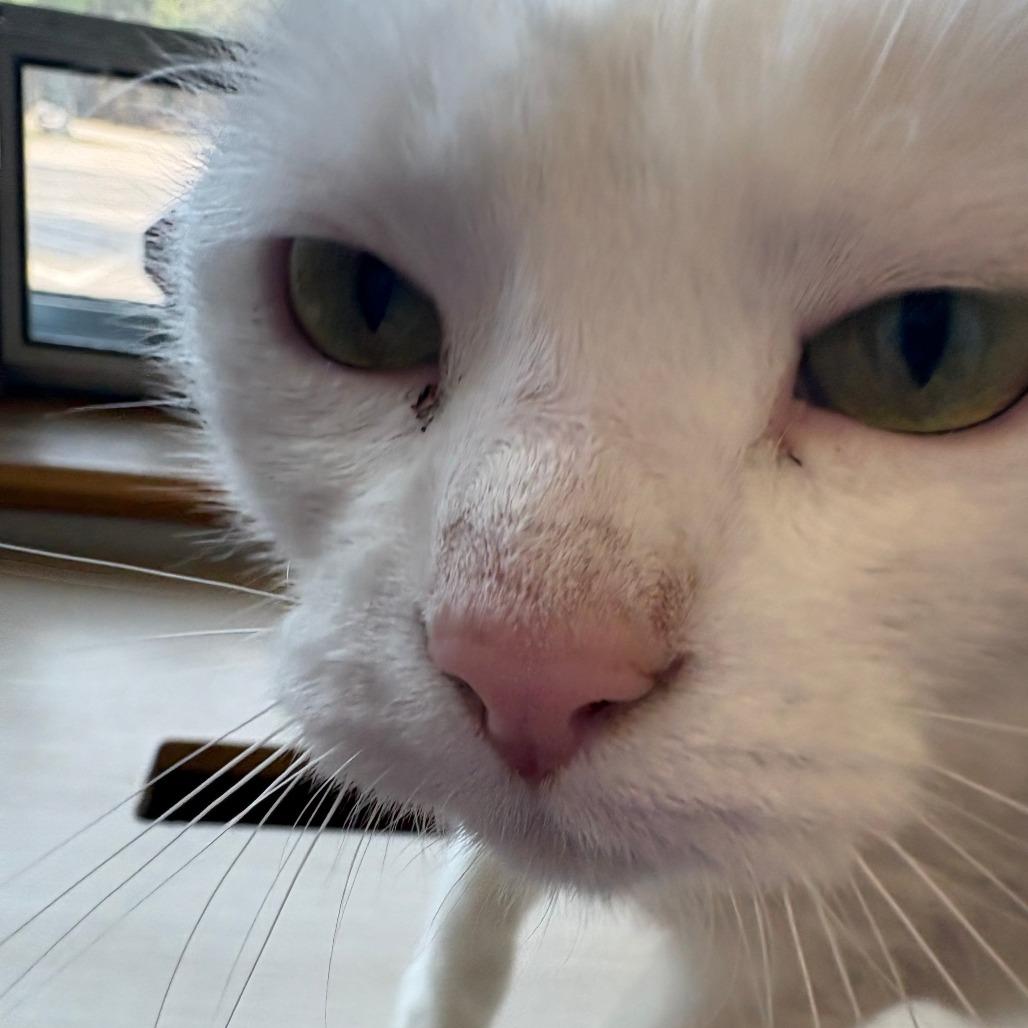 Enlarge Princess, a Adoptable American Shorthair in Brockton, MA image 3/4