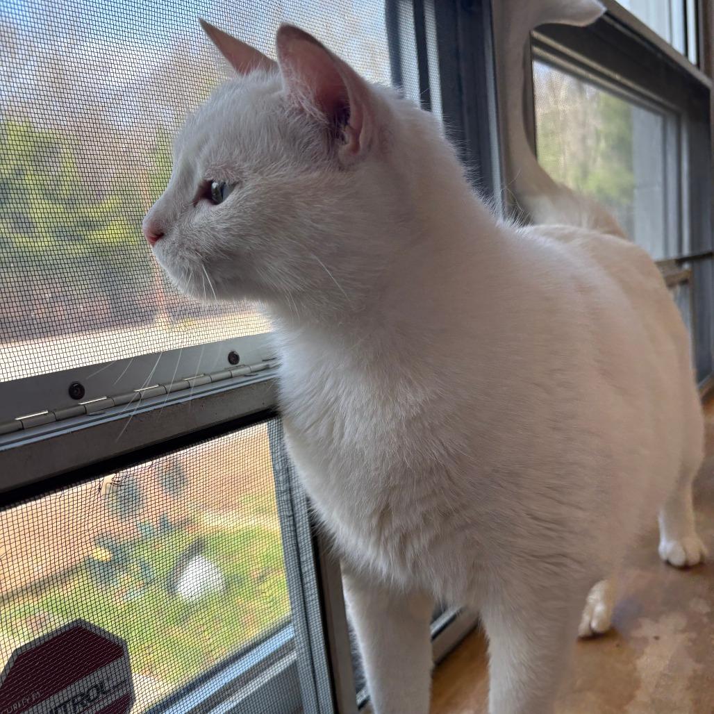 Enlarge Princess, a Adoptable American Shorthair in Brockton, MA image 4/4