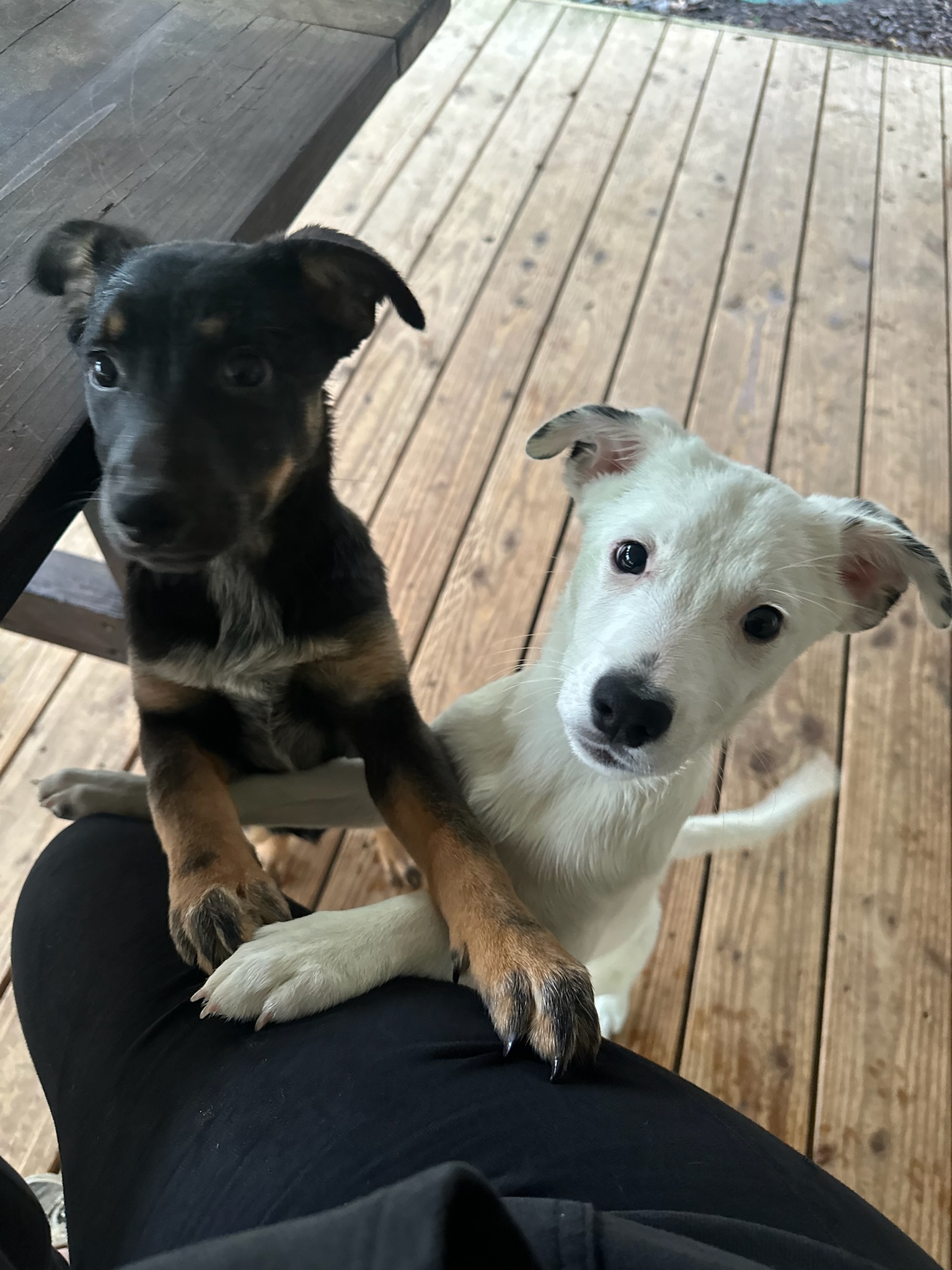 Enlarge Kennedy, a Adopted mixed breed in Vancouver, WA image 3/4