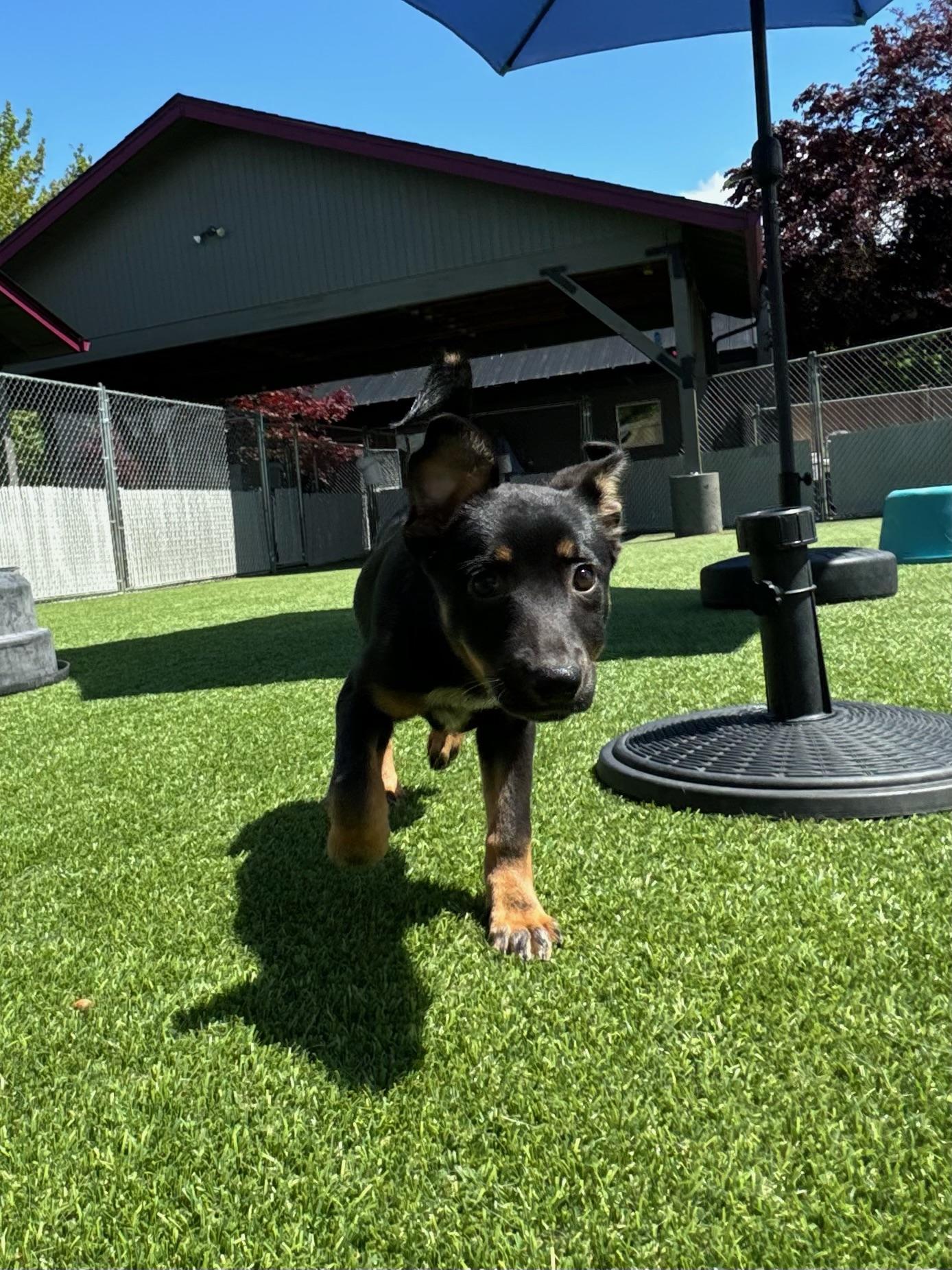 Enlarge Kennedy, a Adopted mixed breed in Vancouver, WA image 2/4