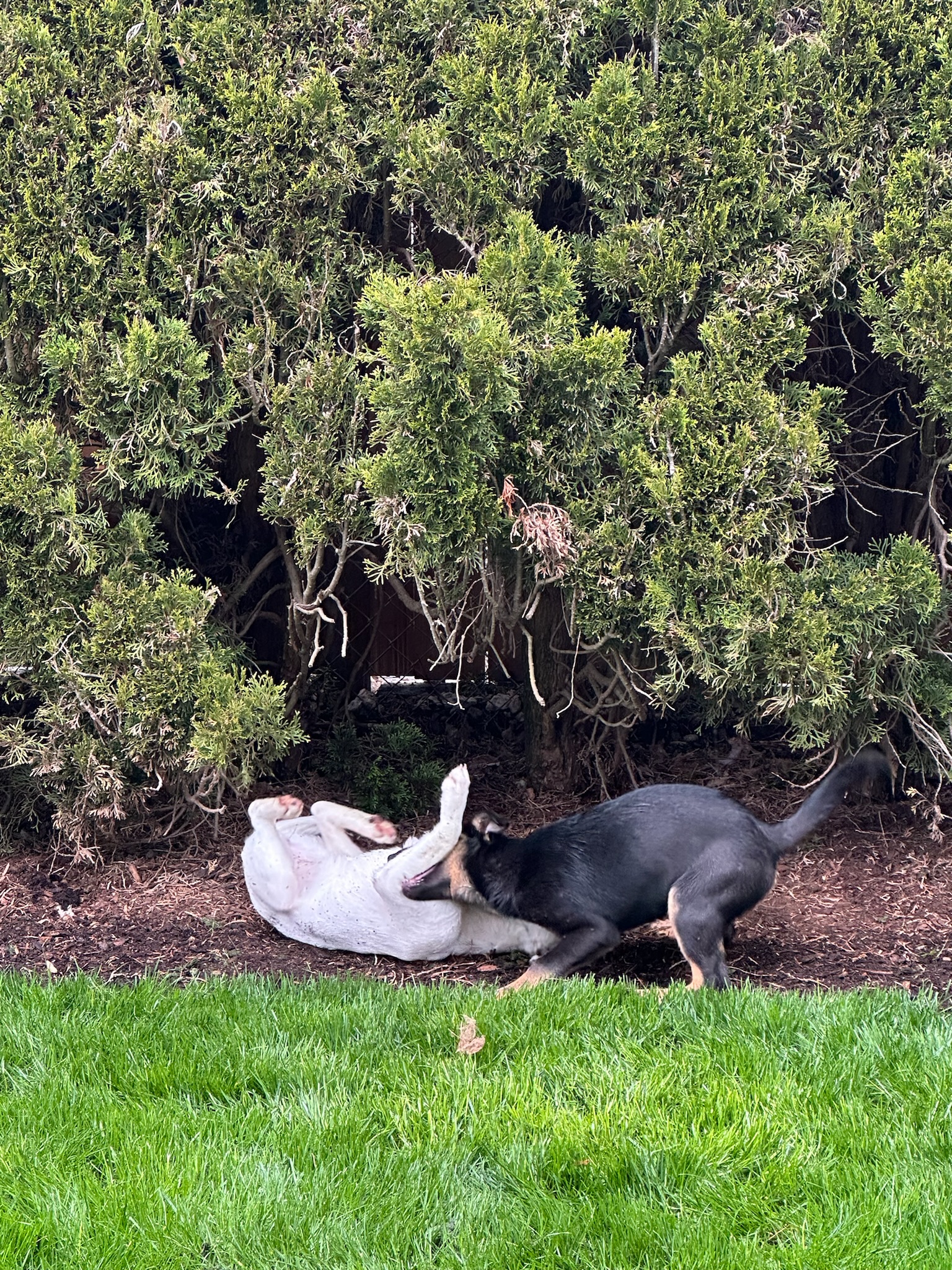 Enlarge Kennedy, a Adopted mixed breed in Vancouver, WA image 4/4