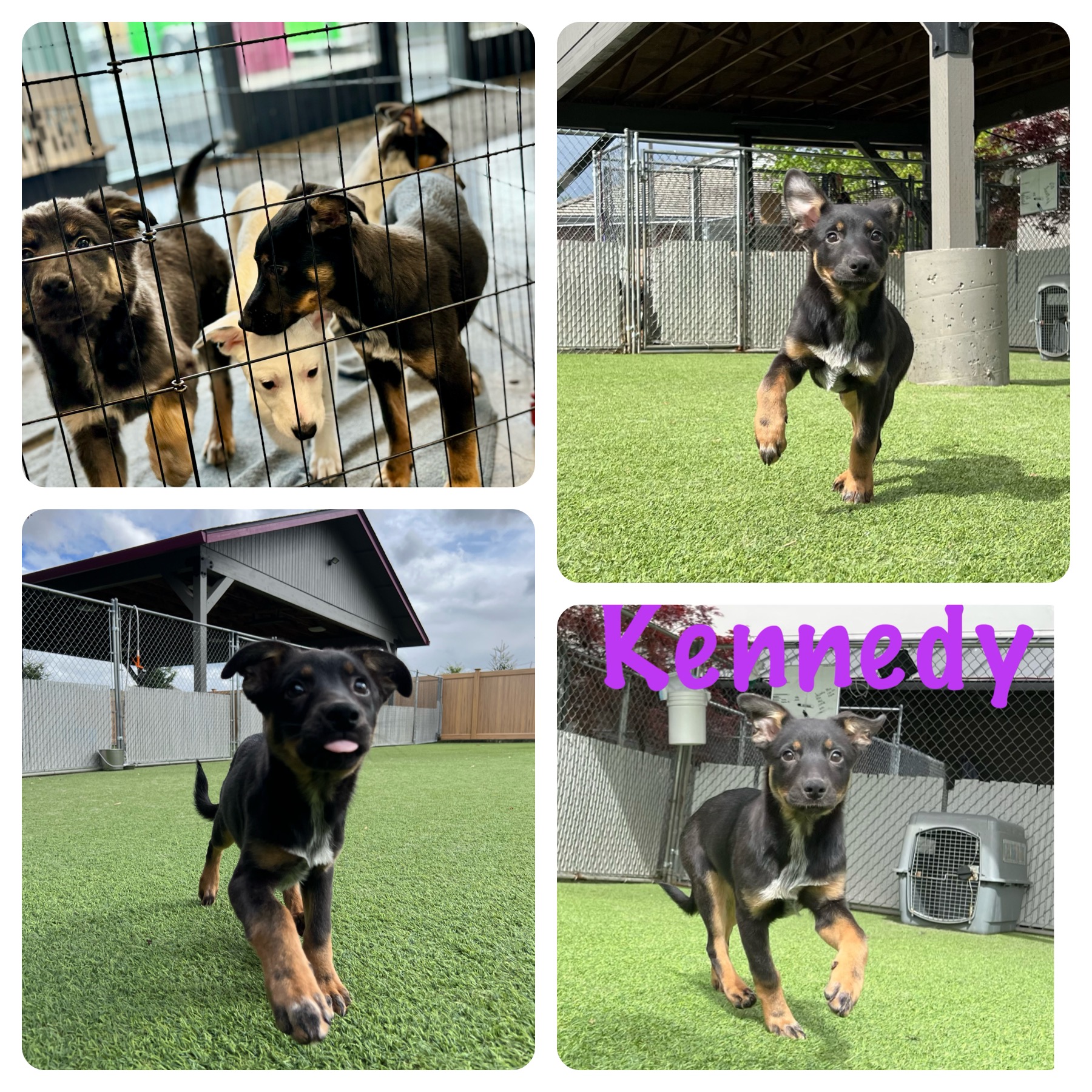 Enlarge Kennedy, a Adopted mixed breed in Vancouver, WA image 1/4