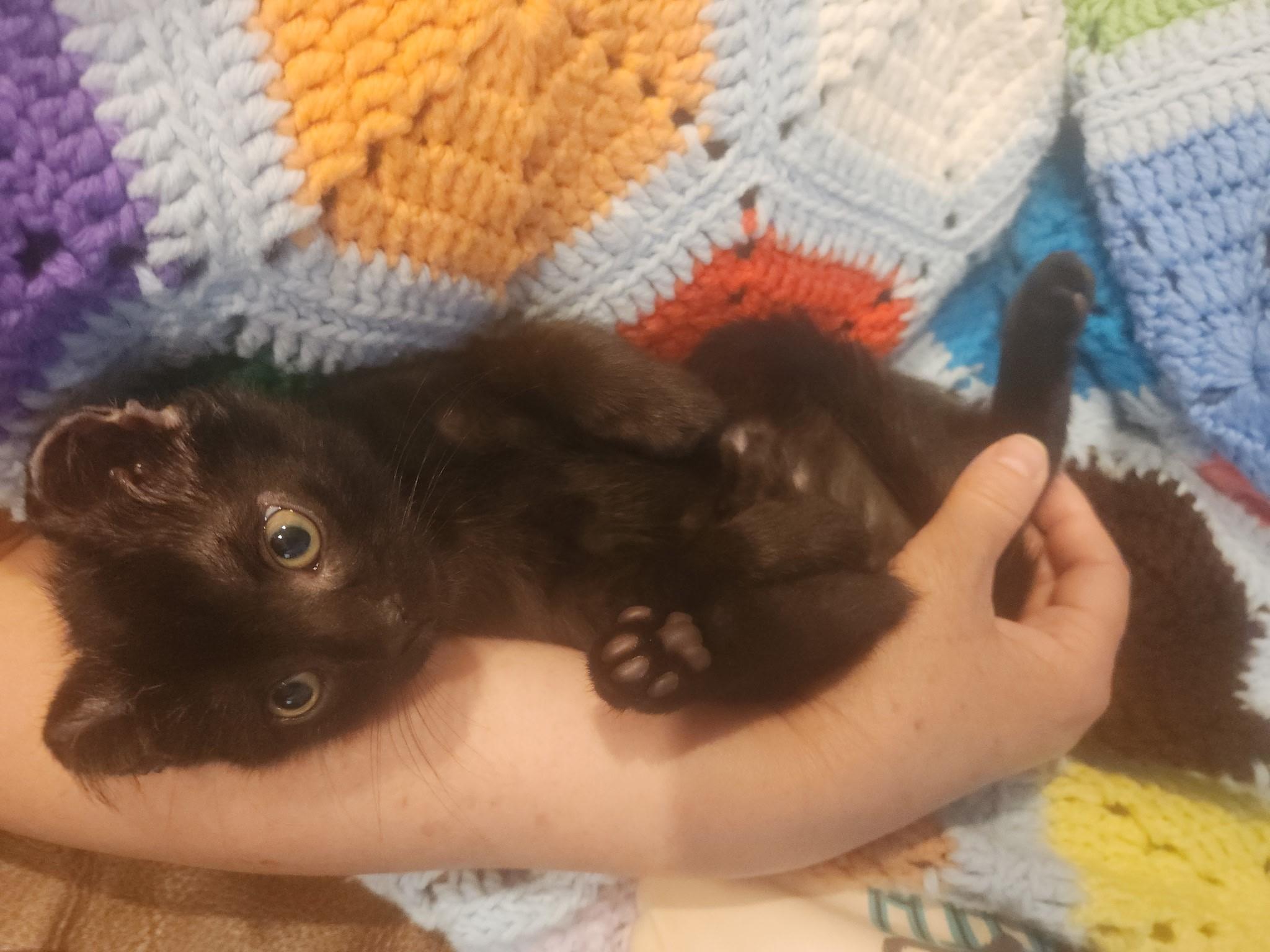 Enlarge Muhammad Ali - Float like a Butterfly, a Adoptable Domestic Short Hair in Laurel, MD image 4/6