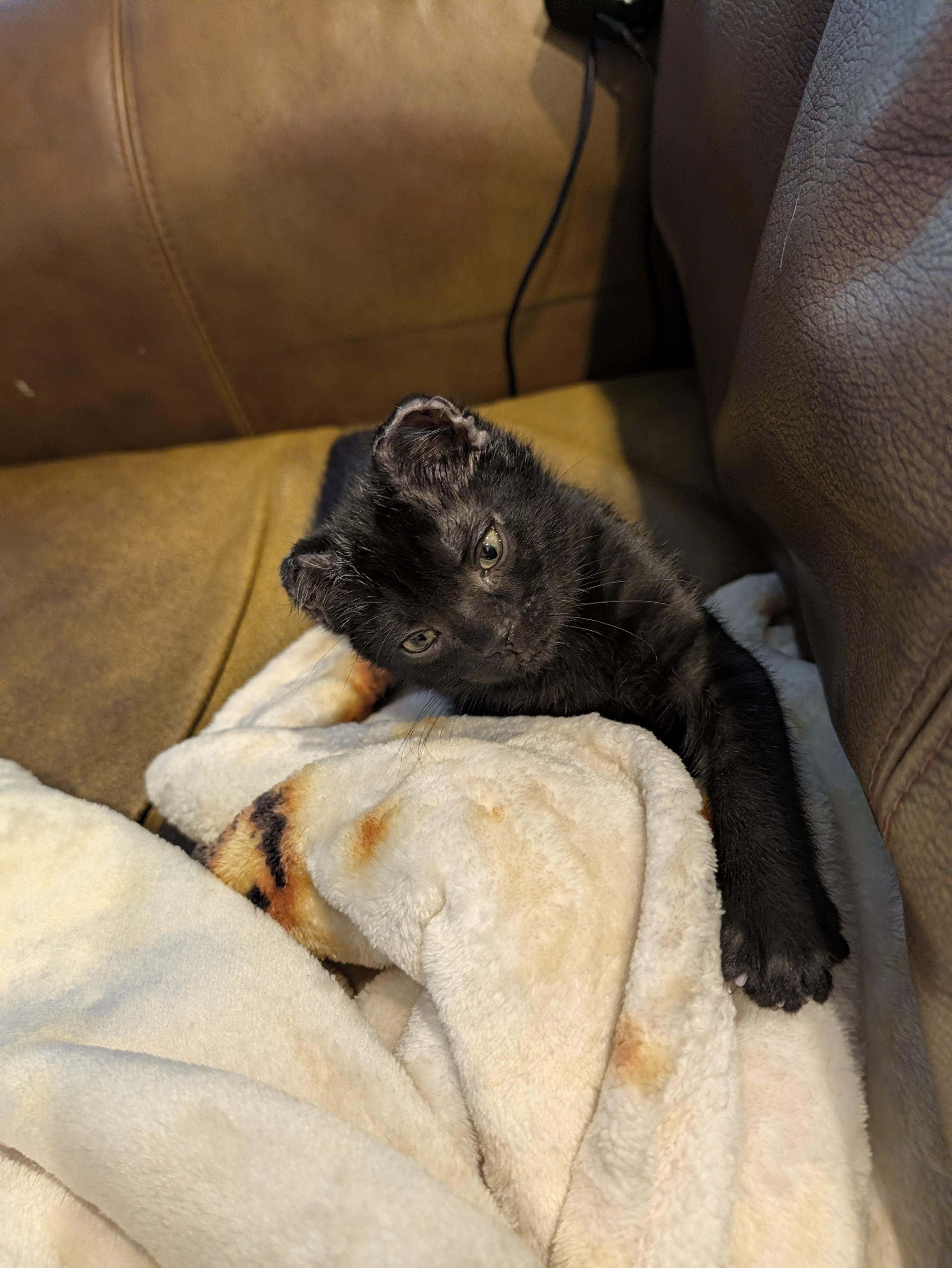 Enlarge Muhammad Ali - Float like a Butterfly, a Adoptable Domestic Short Hair in Laurel, MD image 5/6