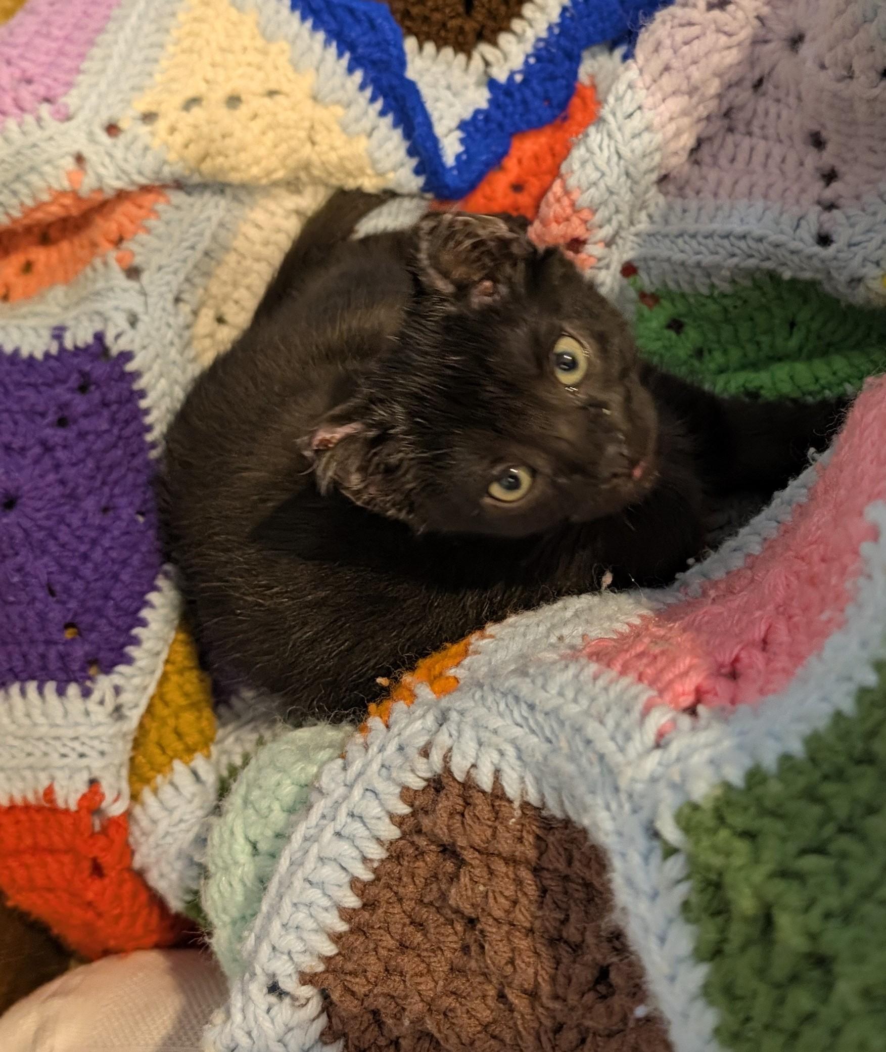 Enlarge Muhammad Ali - Float like a Butterfly, a Adoptable Domestic Short Hair in Laurel, MD image 2/6