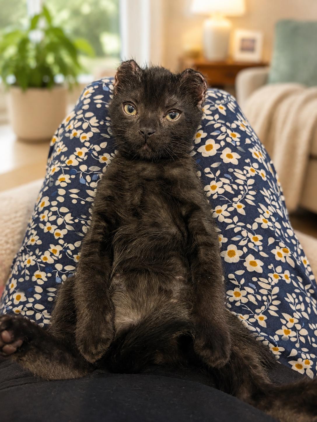 Muhammad Ali - Float like a Butterfly, Adoptable, Kitten Male Domestic Short Hair.
