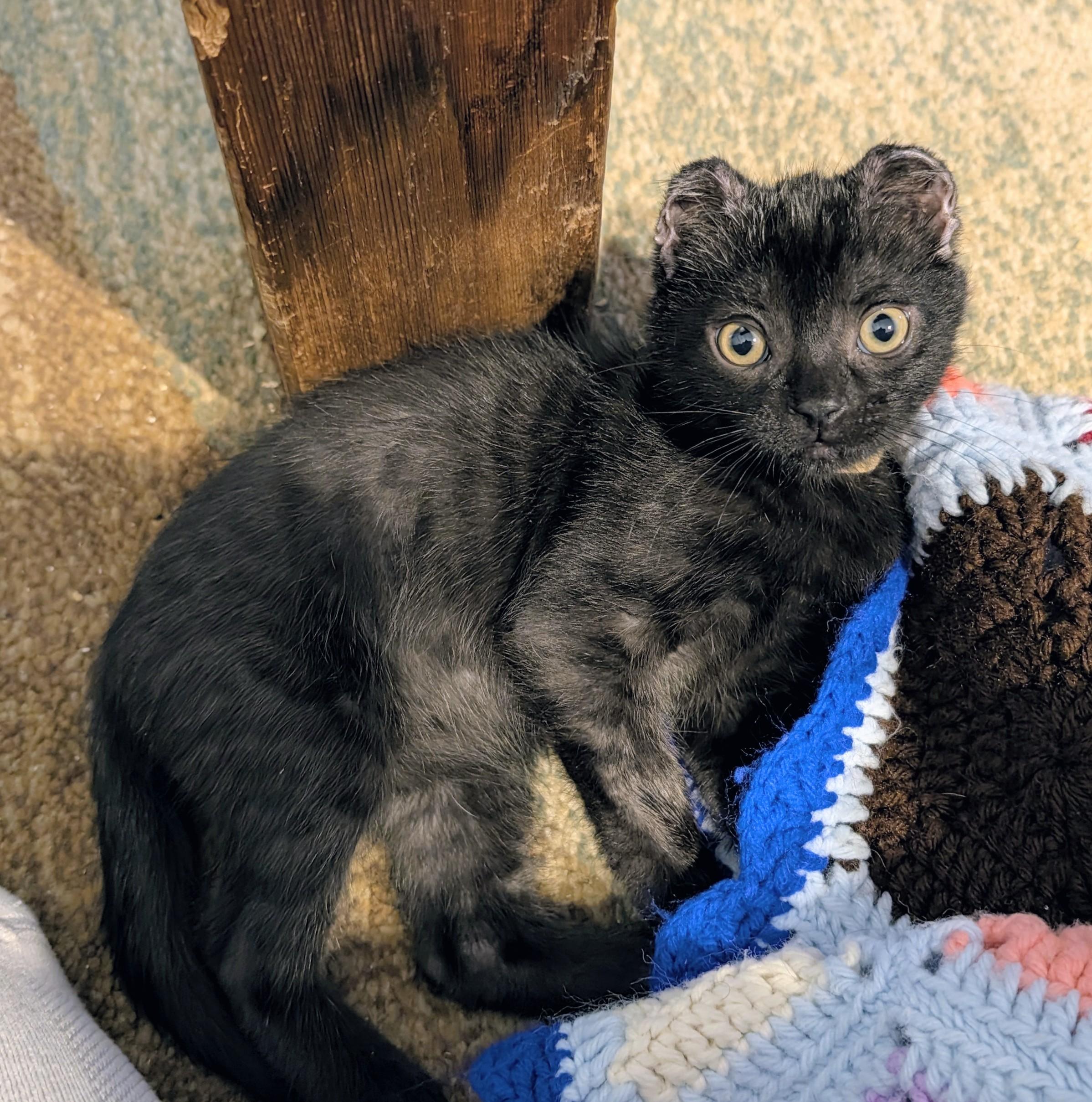 Enlarge Muhammad Ali - Float like a Butterfly, a Adoptable Domestic Short Hair in Laurel, MD image 3/6