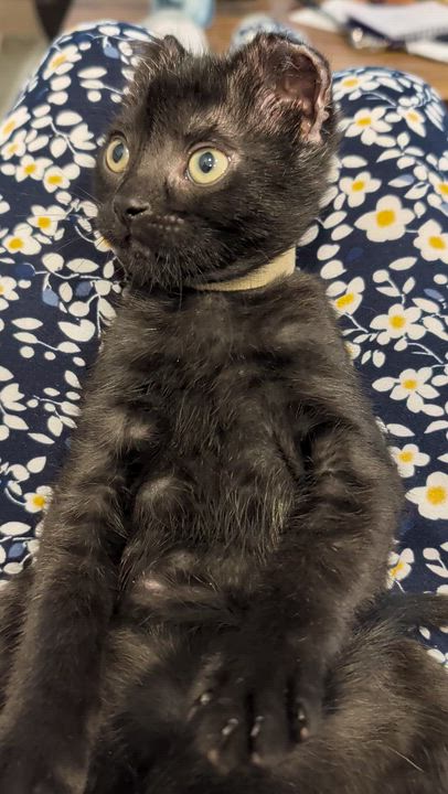 Enlarge Muhammad Ali - Float like a Butterfly, a Adoptable Domestic Short Hair in Laurel, MD video 6/6