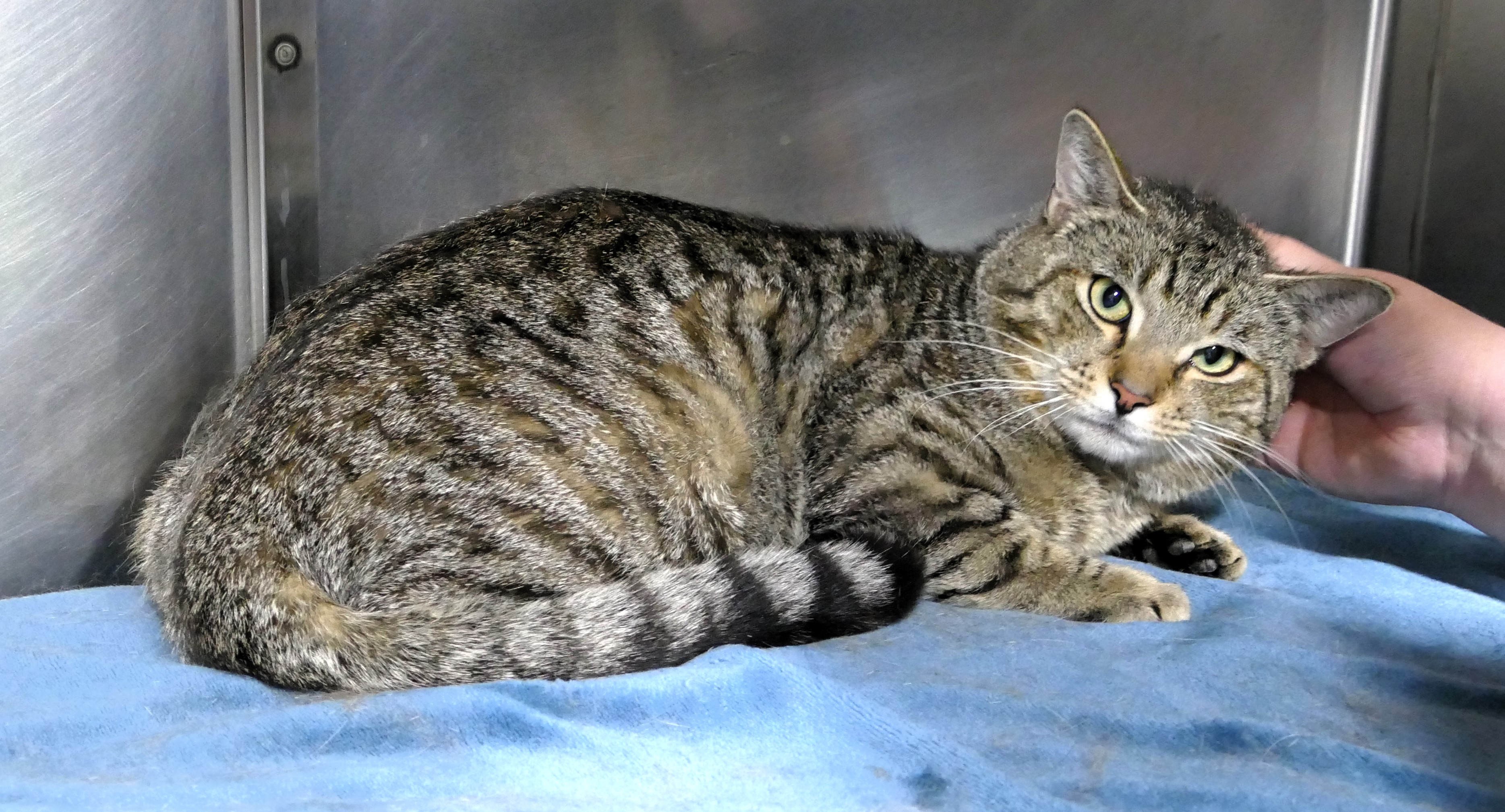 Cat for adoption GUMBO, a Domestic Short Hair in Beechbottom, WV