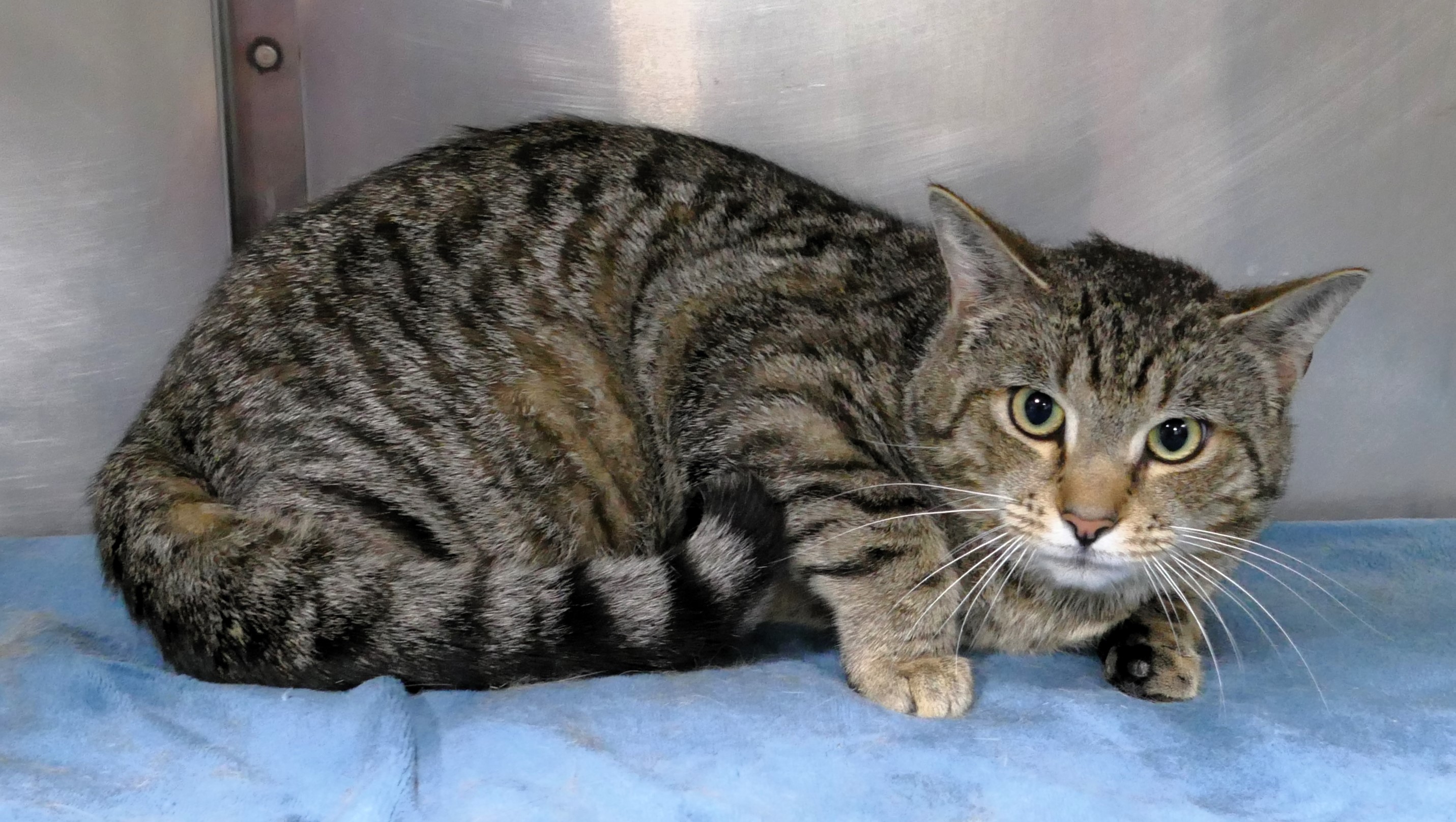 Cat for adoption GUMBO, a Domestic Short Hair in Beechbottom, WV