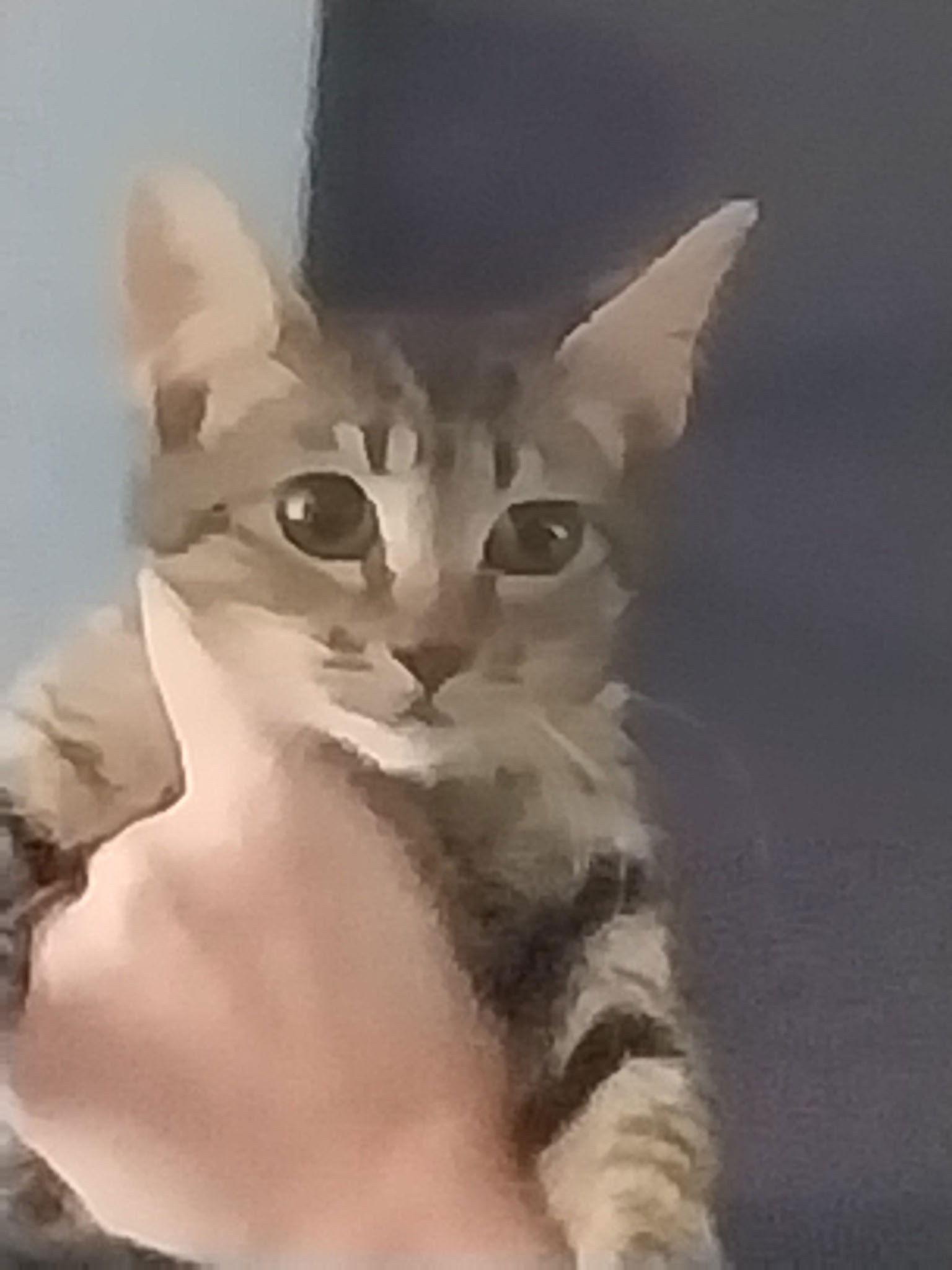PADME, Adoptable, Young Female Tabby.