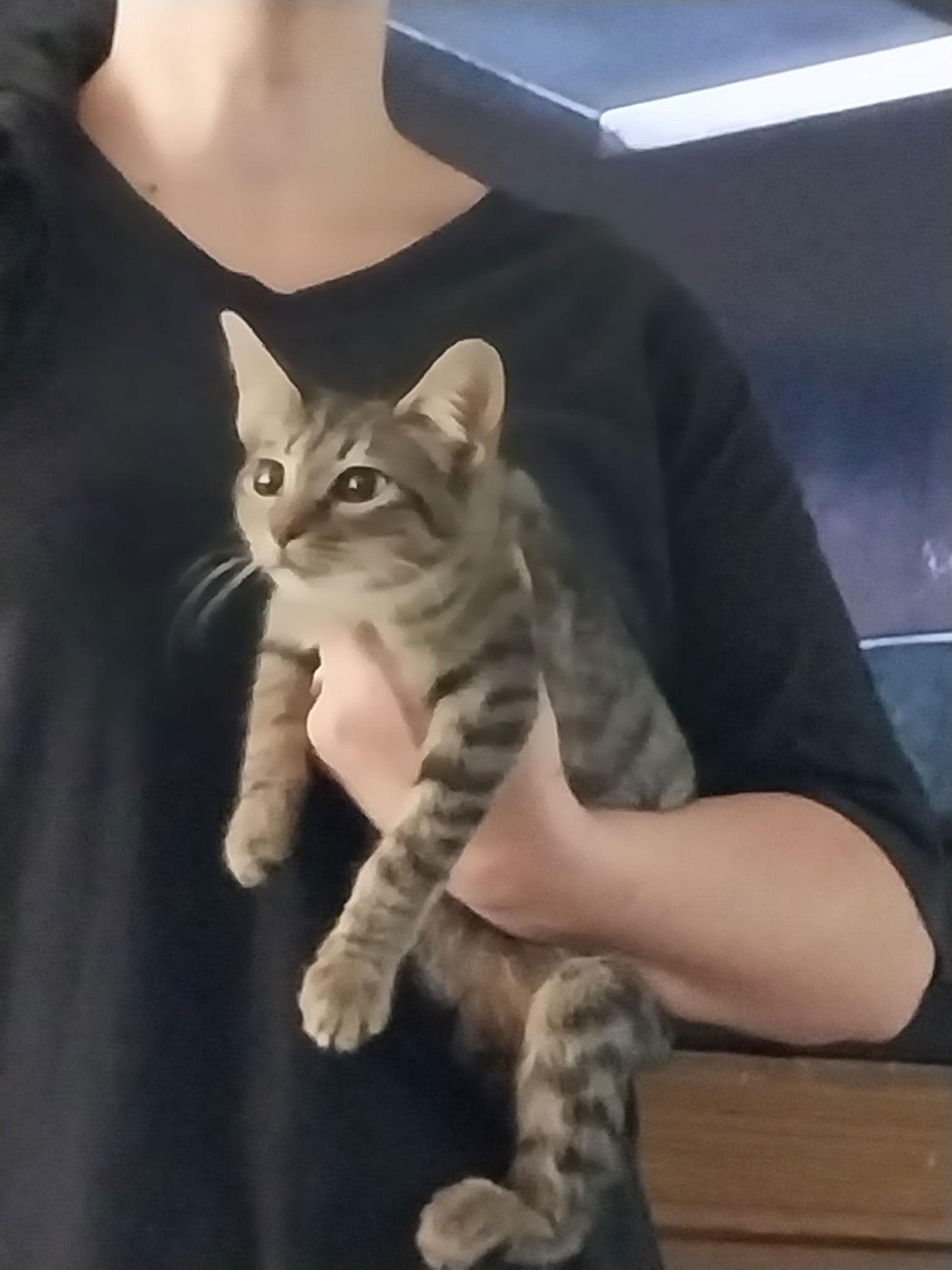 Enlarge PADME, a Adoptable Tabby in Oakland Park, FL image 2/2