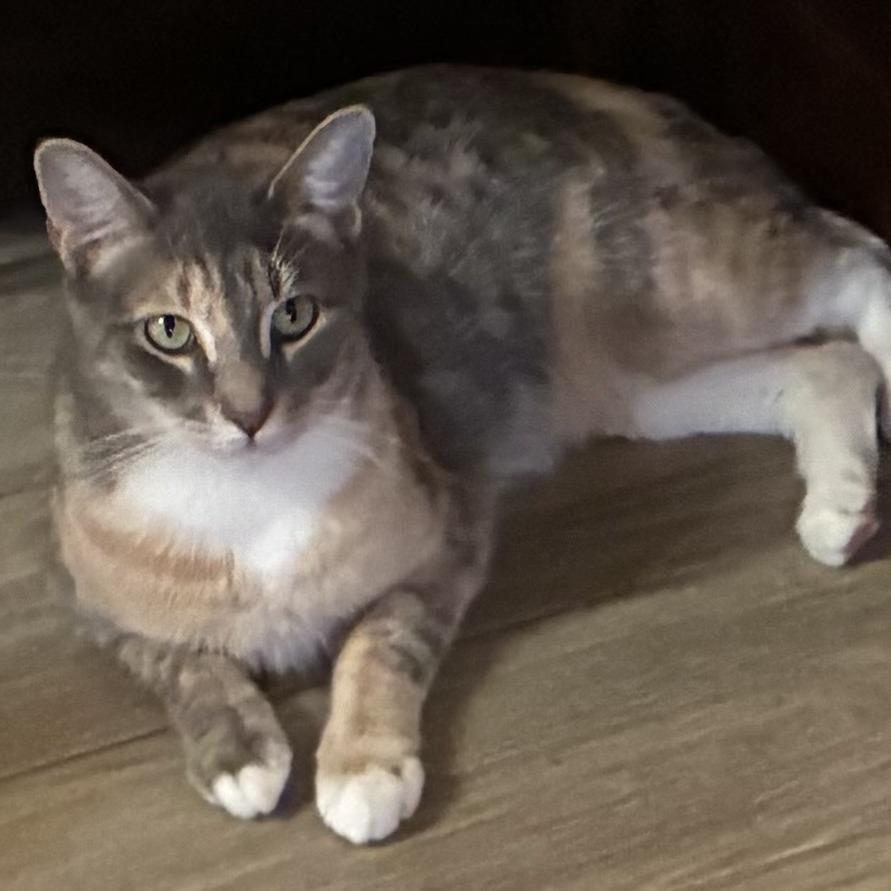 Sage, Adoptable, Young Female Domestic Short Hair.