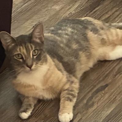 Enlarge Sage, a Adoptable Domestic Short Hair in Tallahassee, FL image 2/5