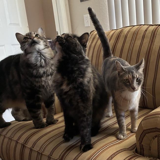 Enlarge Sage, a Adoptable Domestic Short Hair in Tallahassee, FL image 4/5