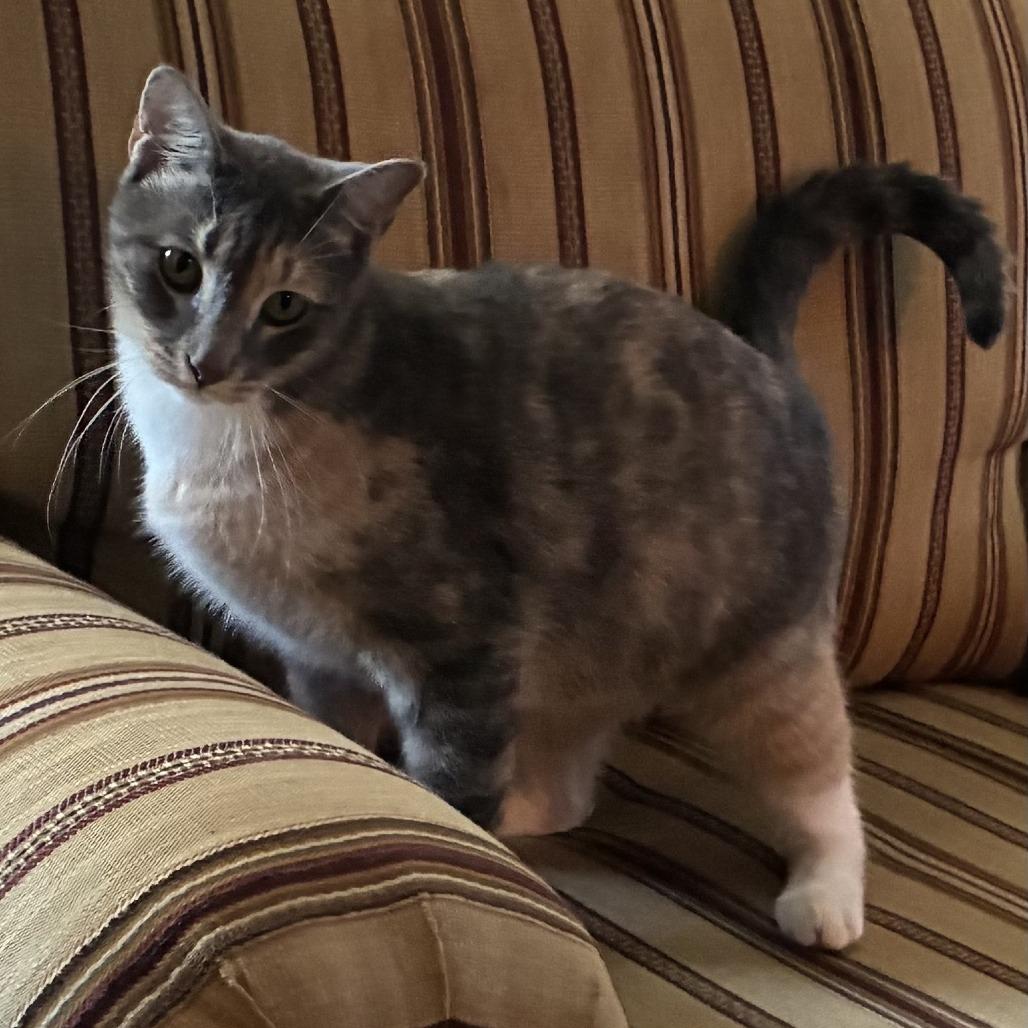 Enlarge Sage, a Adoptable Domestic Short Hair in Tallahassee, FL image 5/5