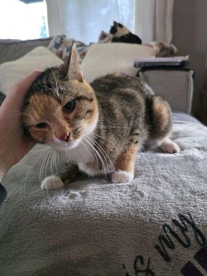 Enlarge Fluffernutter, a Adoptable mixed breed in Berwick, PA image 1/1