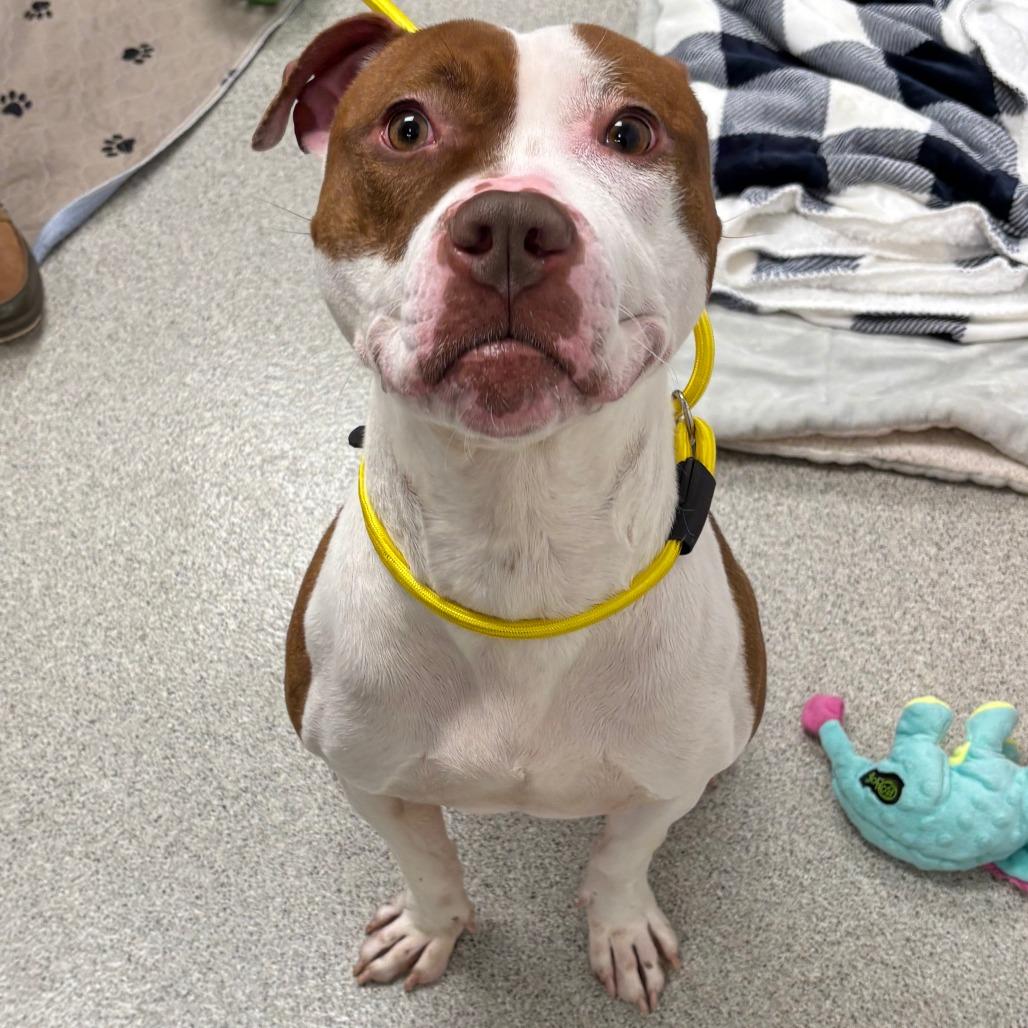 Ribeye, a Adoptable Mixed Breed in Naperville, IL image 1/3