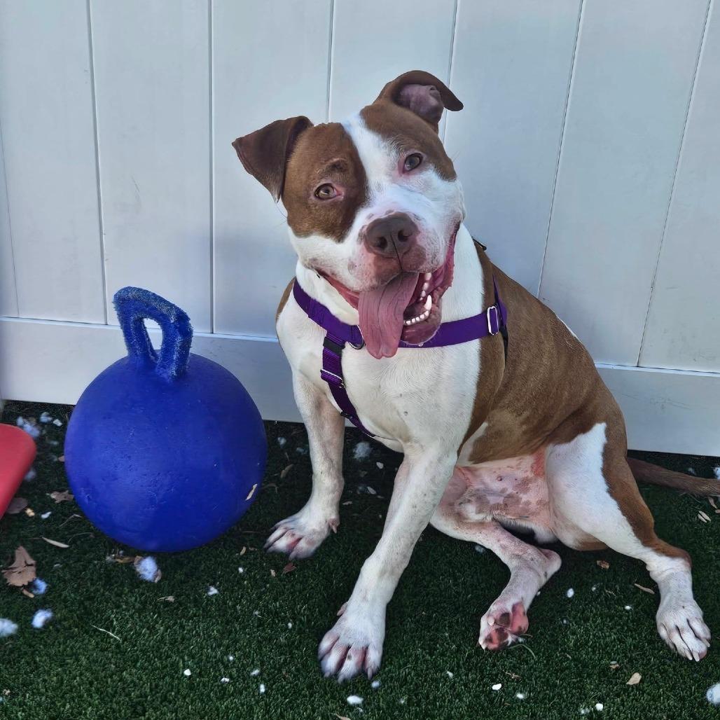 Ribeye, Adoptable, Adult Male Mixed Breed.