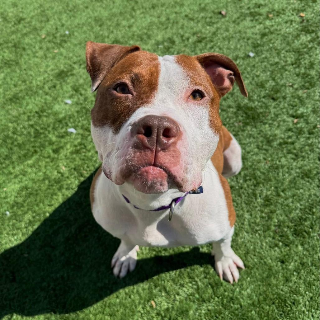 Enlarge Ribeye, a Adoptable Mixed Breed in Naperville, IL image 2/6