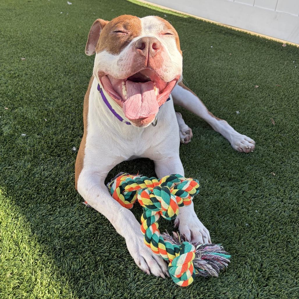 Enlarge Ribeye, a Adoptable Mixed Breed in Naperville, IL image 3/6