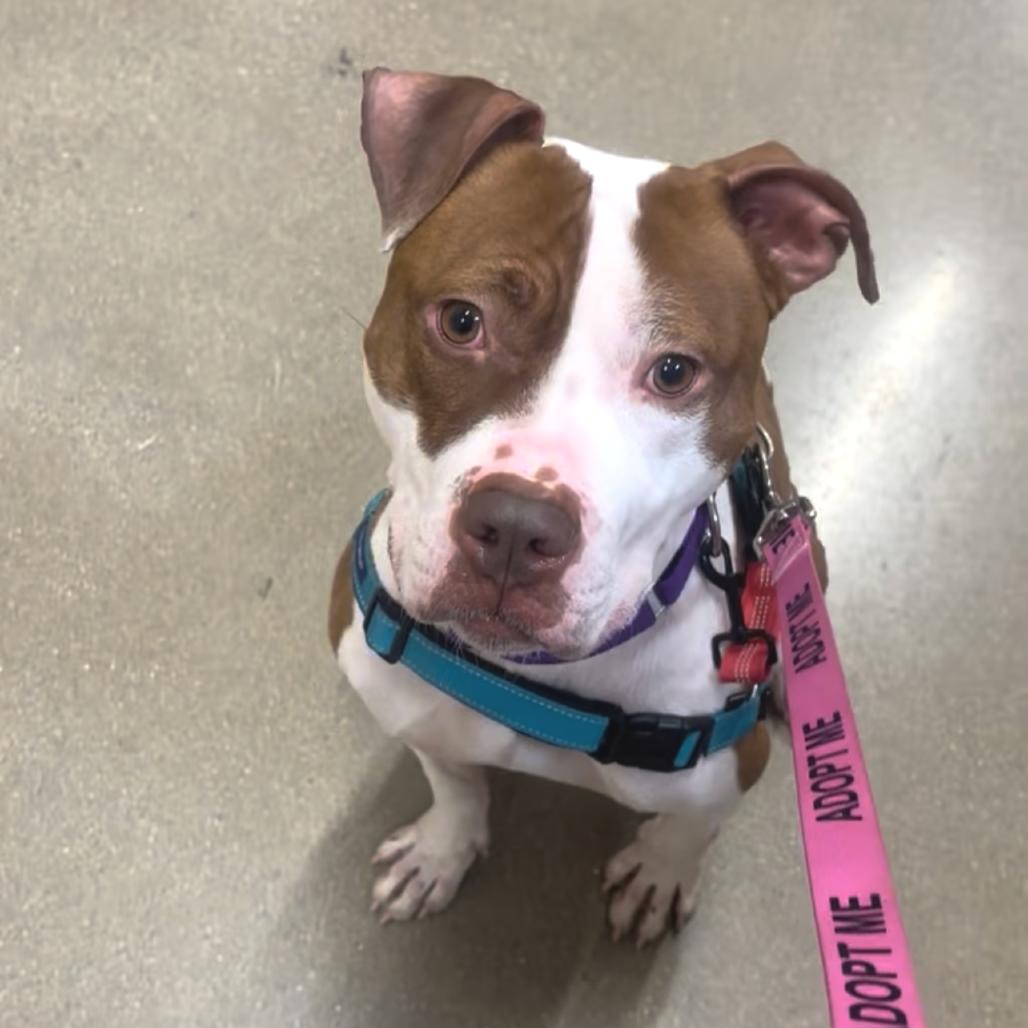 Ribeye, a Adoptable Mixed Breed in Naperville, IL image 2/3