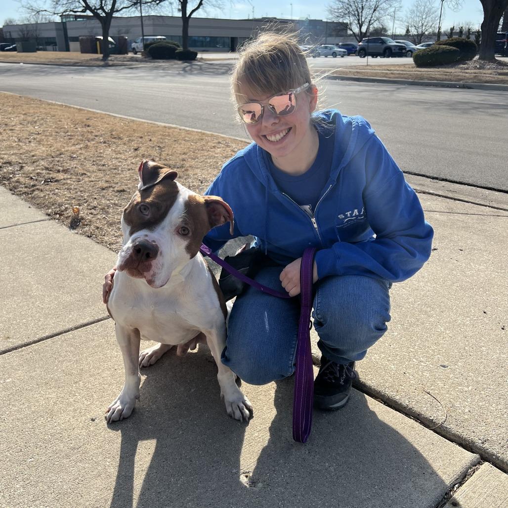 Enlarge Ribeye, a Adoptable Mixed Breed in Naperville, IL image 4/6