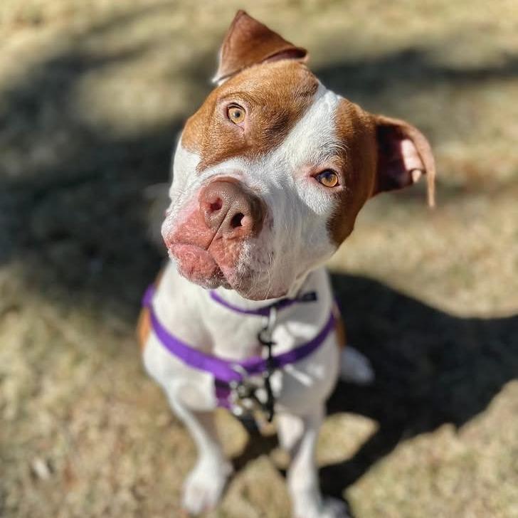 Enlarge Ribeye, a Adoptable Mixed Breed in Naperville, IL image 5/6