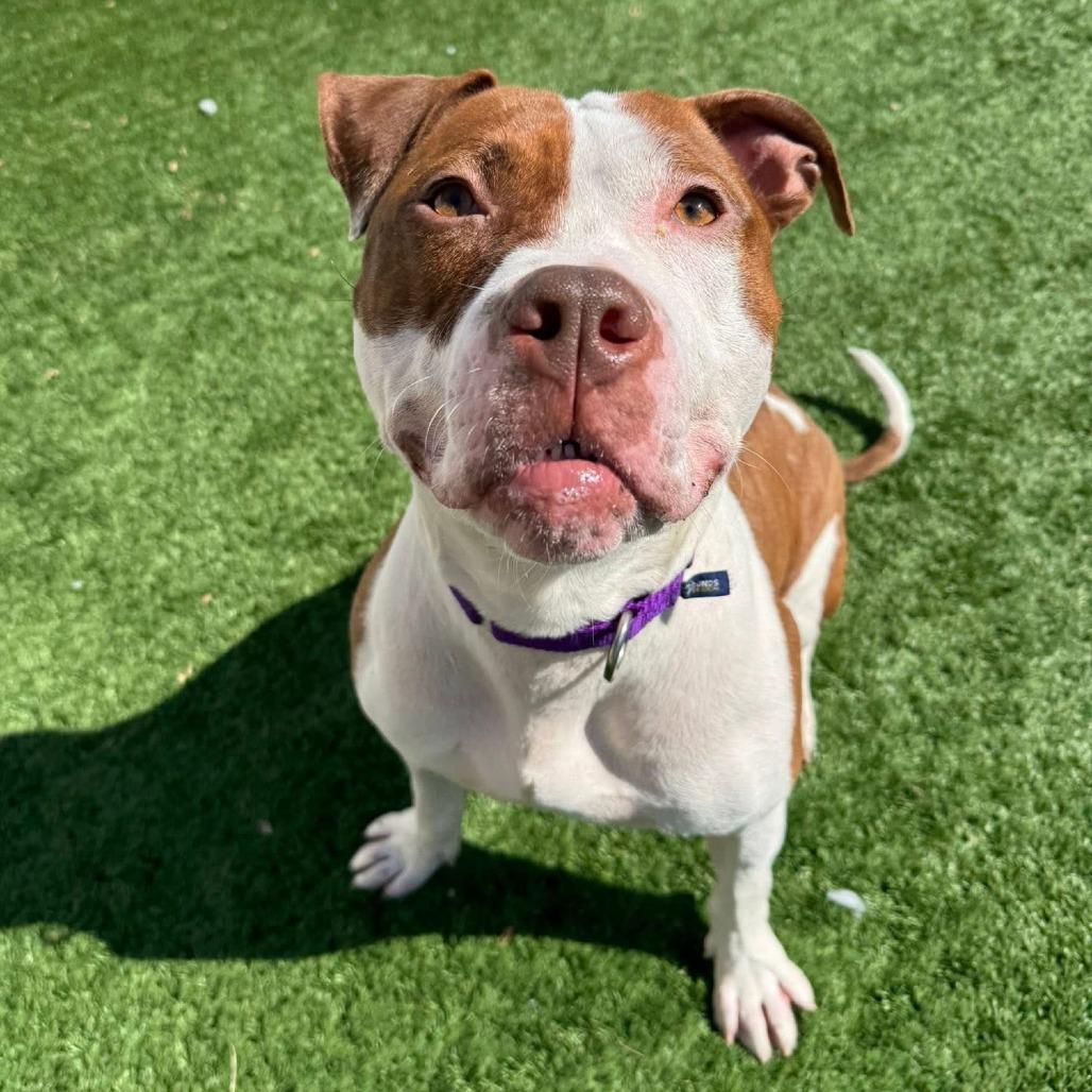 Enlarge Ribeye, a Adoptable Mixed Breed in Naperville, IL image 6/6