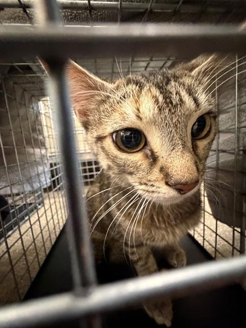 Enlarge CLEO, a Adoptable Domestic Short Hair in Fort Myers, FL image 1/1