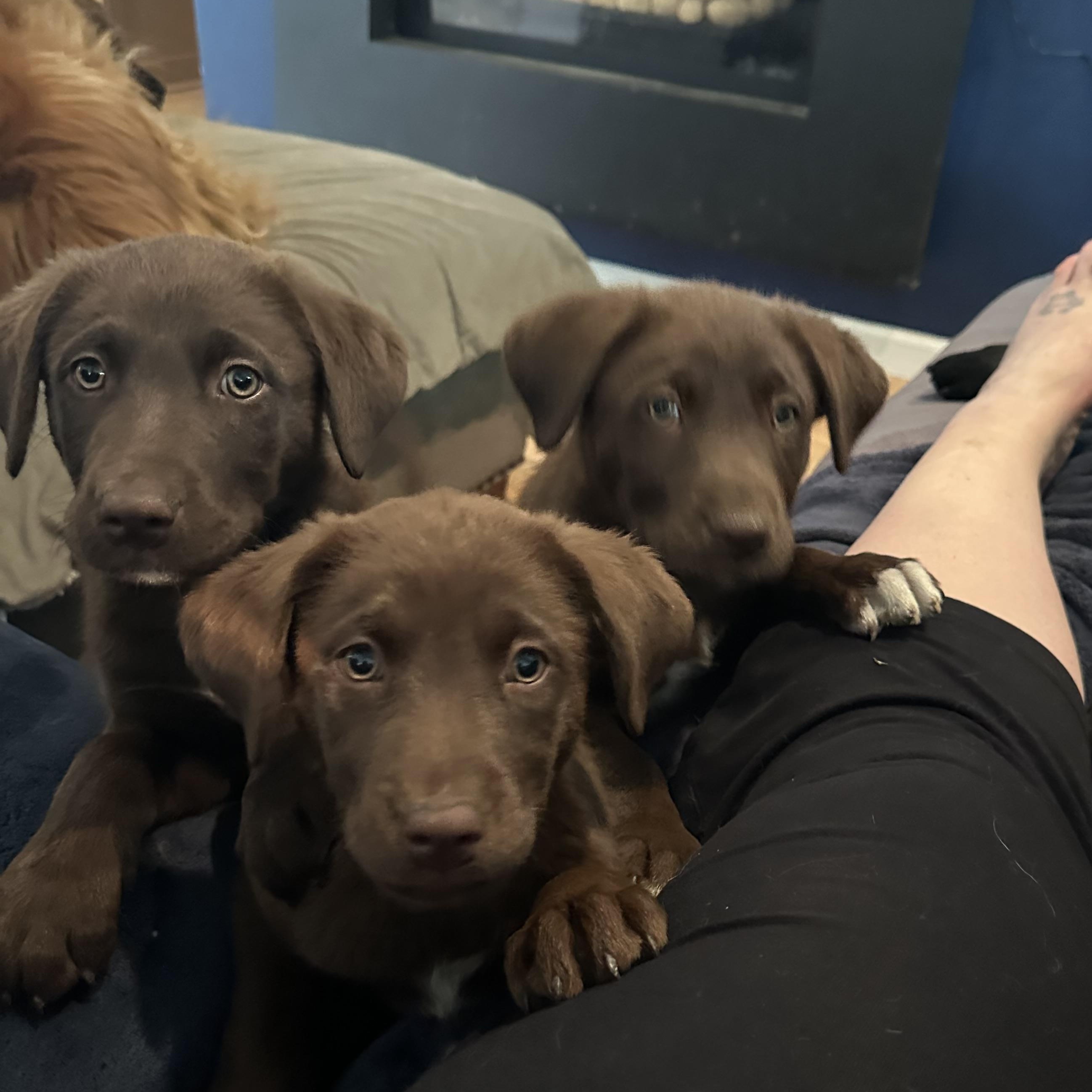 Enlarge Aussie/Lab Mix Puppies Male & Female, a Adopted mixed breed in Lansing, MI image 3/6