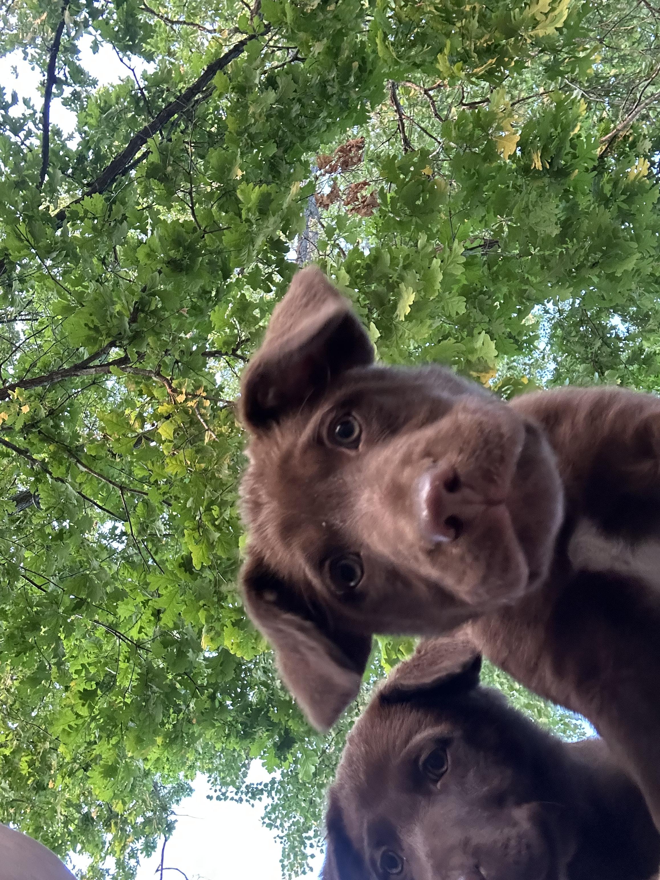 Enlarge Aussie/Lab Mix Puppies Male & Female, a Adopted mixed breed in Lansing, MI image 6/6