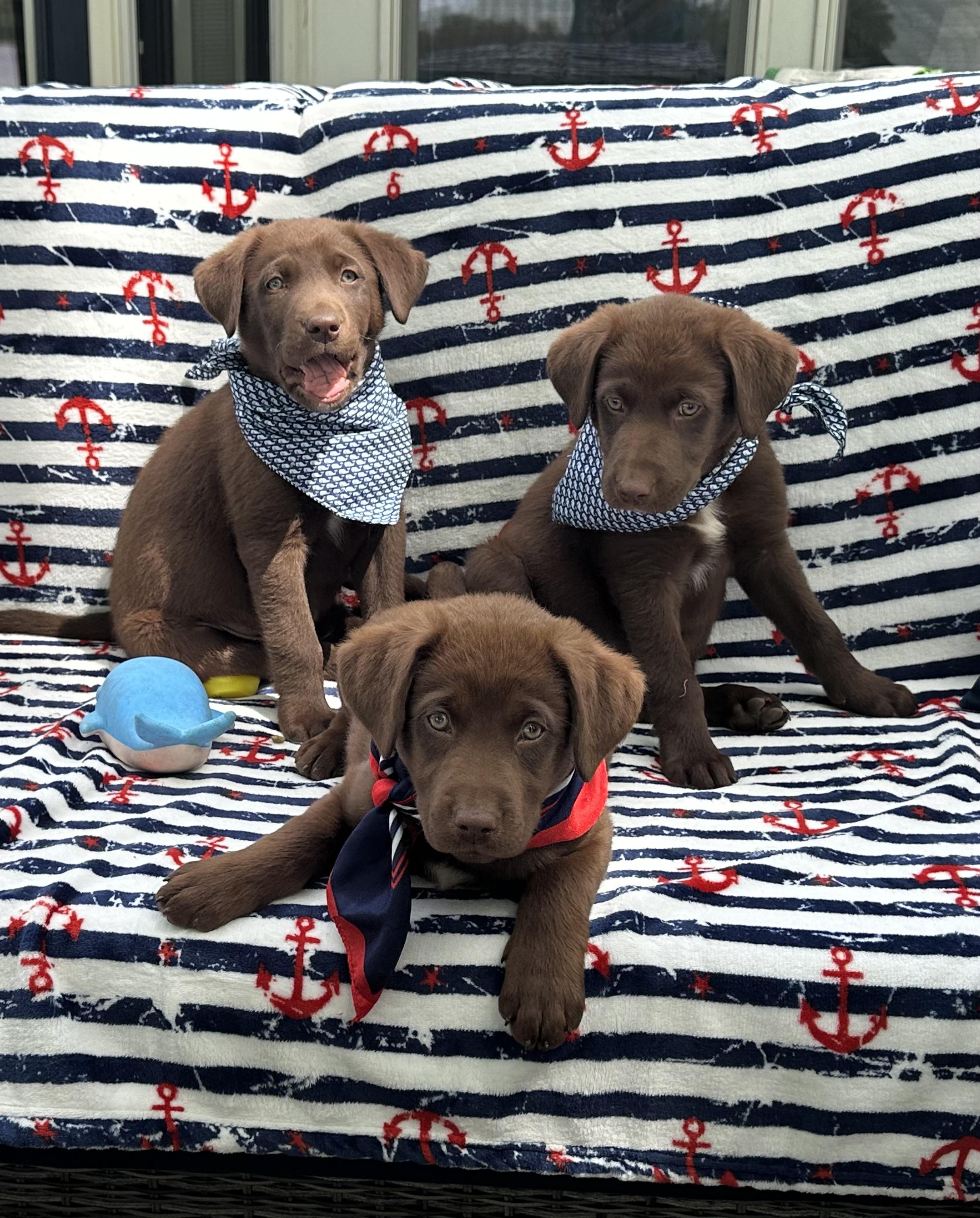 Enlarge Aussie/Lab Mix Puppies Male & Female, a Adopted mixed breed in Lansing, MI image 1/6