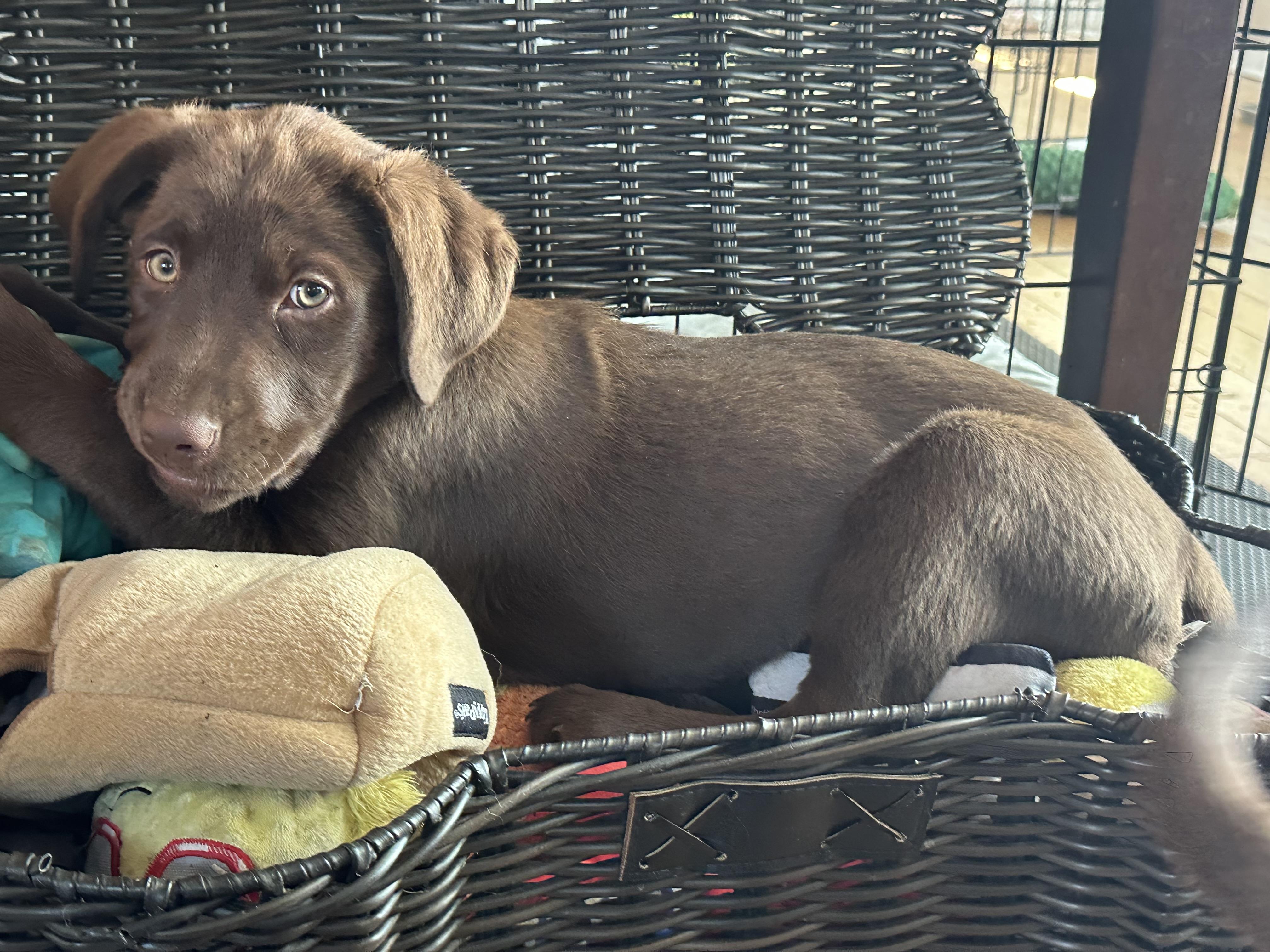 Enlarge Aussie/Lab Mix Puppies Male & Female, a Adopted mixed breed in Lansing, MI image 2/6