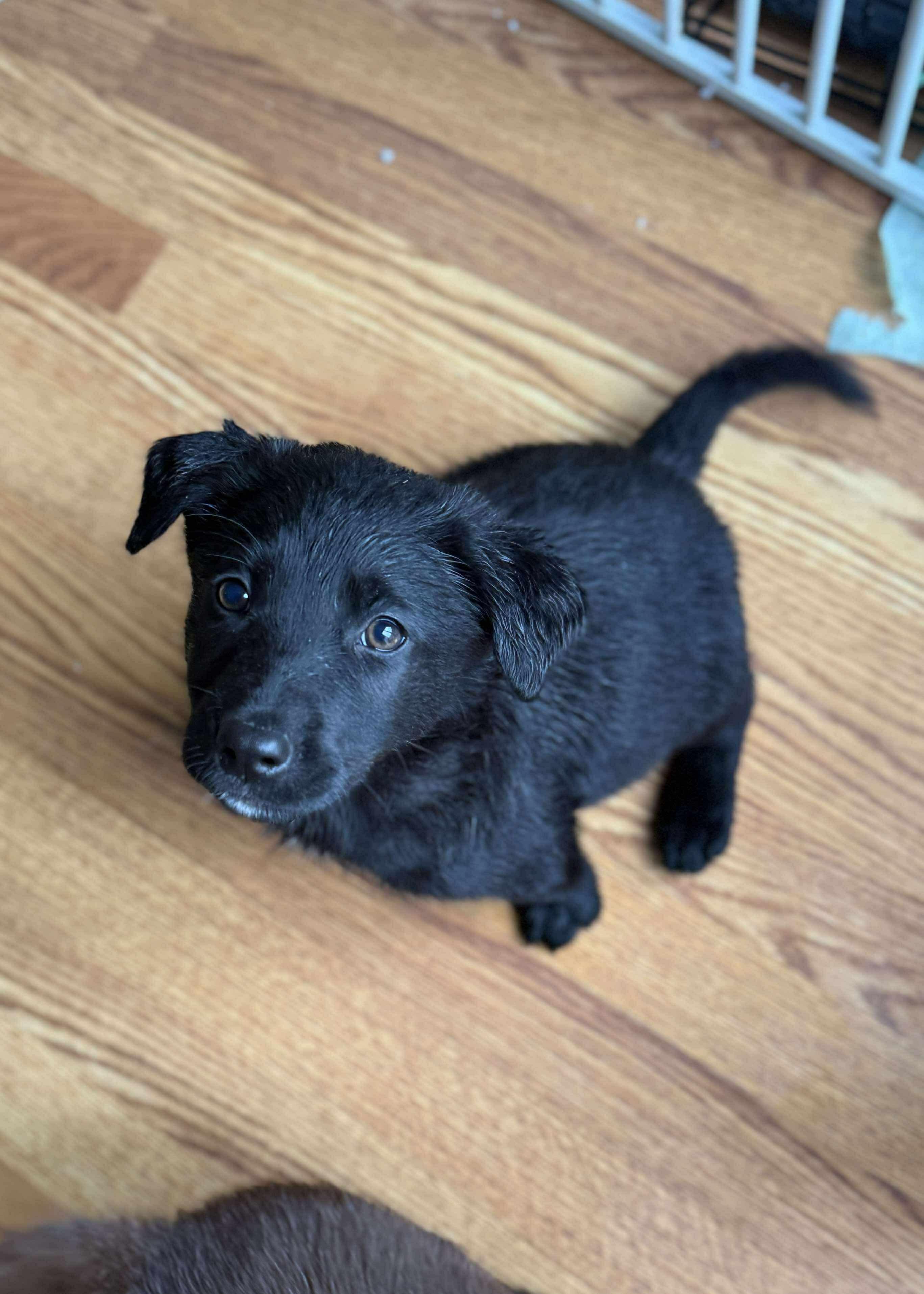 Enlarge Aussie/Lab Mix Puppies Male & Female, a Adopted mixed breed in Lansing, MI image 5/6