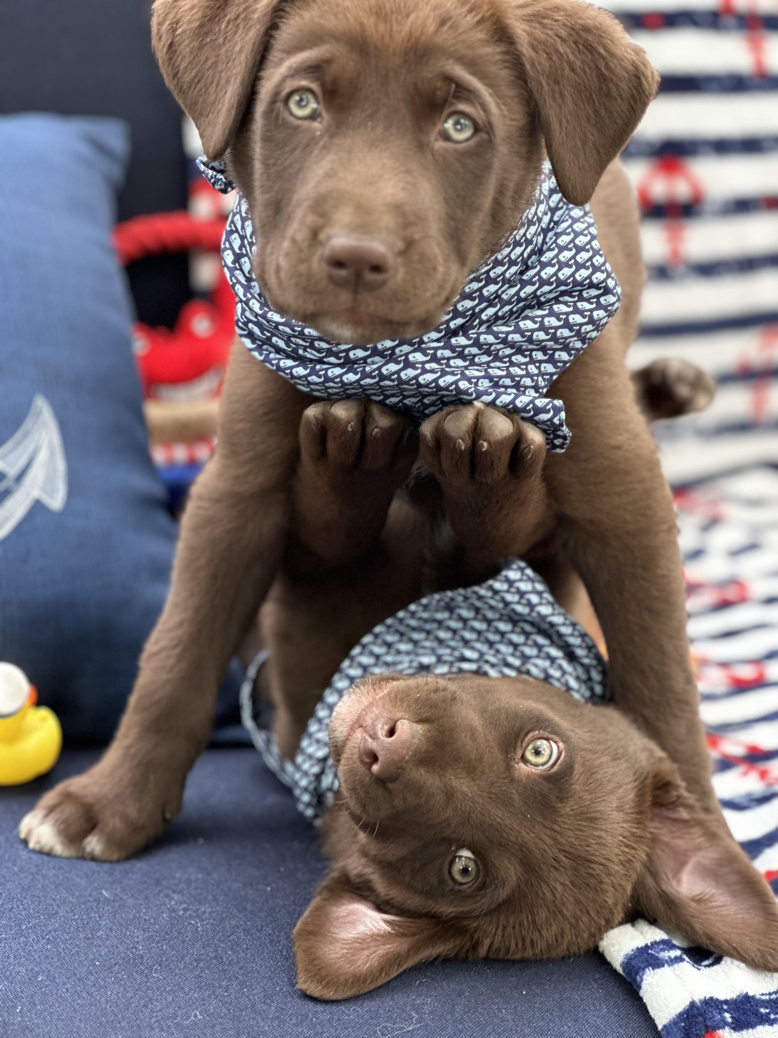 Enlarge Aussie/Lab Mix Puppies Male & Female, a Adopted mixed breed in Lansing, MI image 4/6