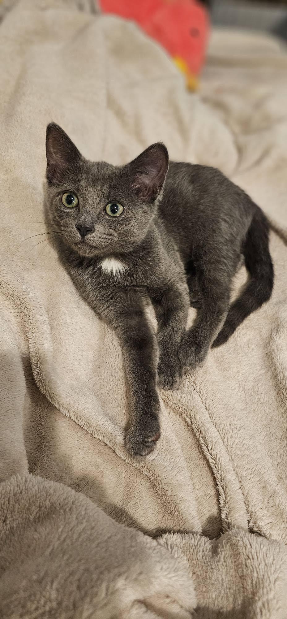 Jan, Adopted, Kitten Female Domestic Short Hair.