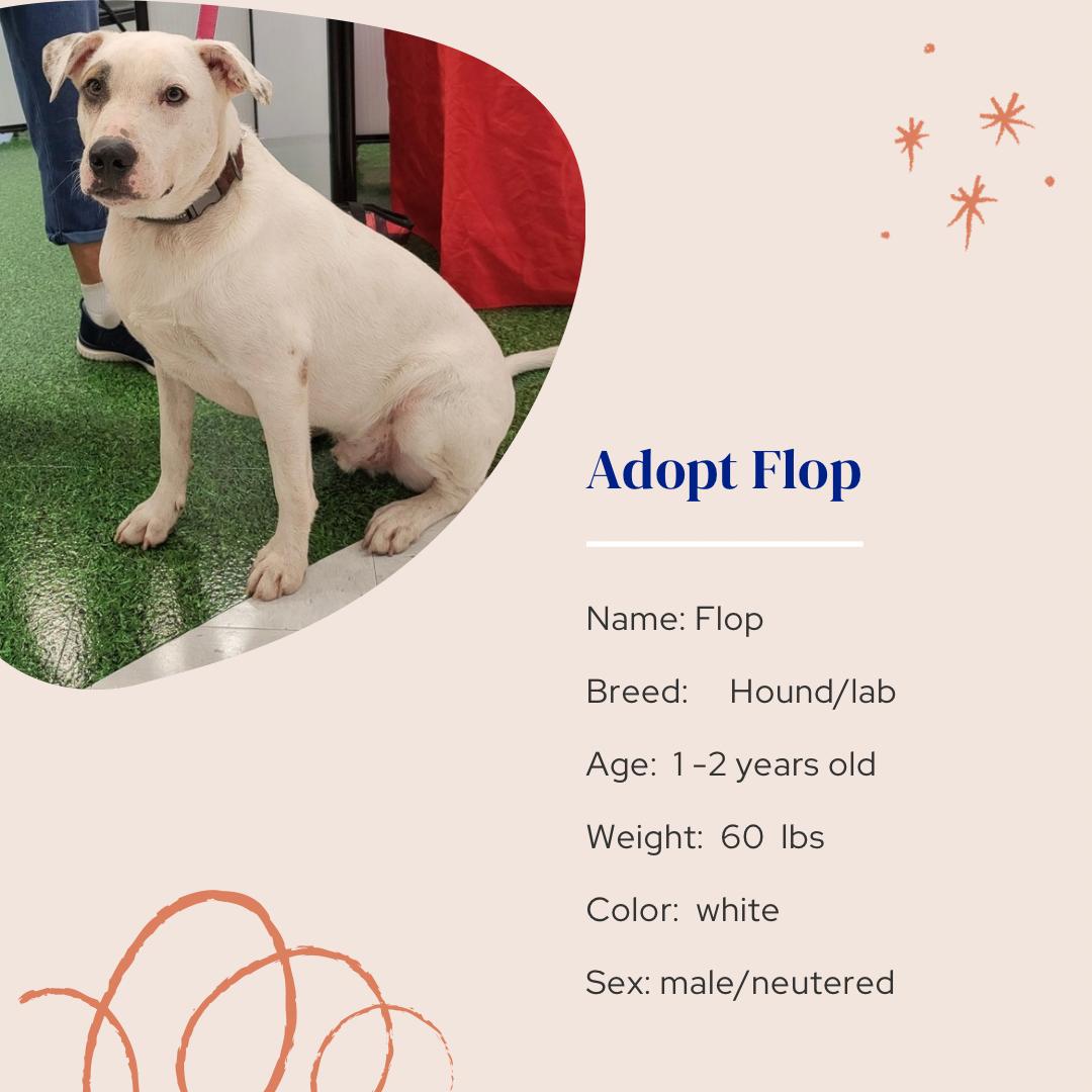 Flop, Adoptable, Young Male Mixed Breed.