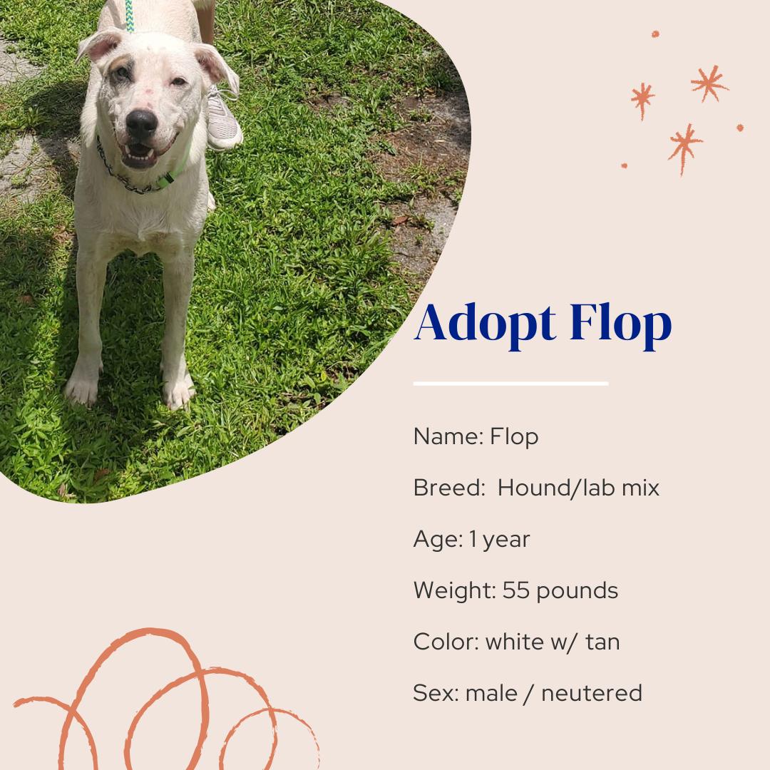 Enlarge Flop, a Adoptable Mixed Breed in Naples, FL image 3/6