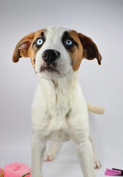 Griffin — thumbnail 2