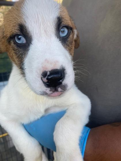 Griffin — thumbnail 3