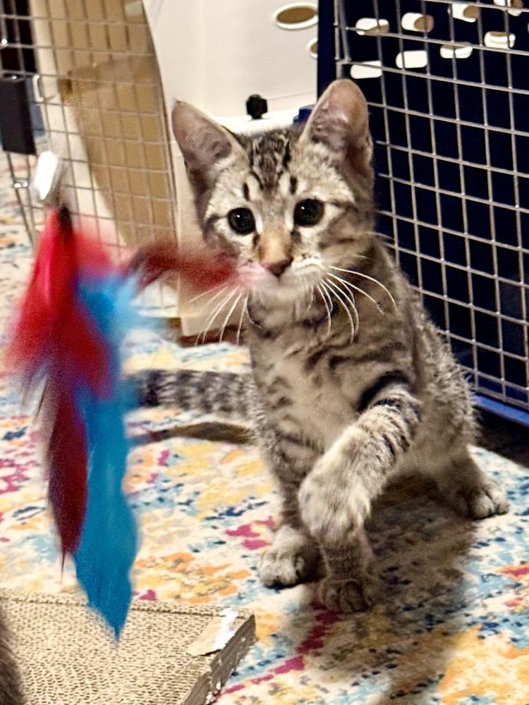 Braeburn, Adoptable, Kitten Male Domestic Short Hair.