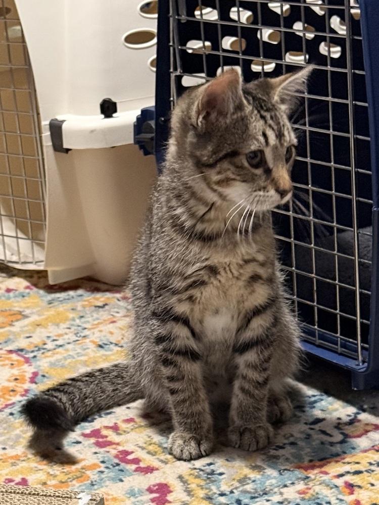Enlarge Braeburn, a Adoptable Domestic Short Hair in Bellingham, WA image 2/5