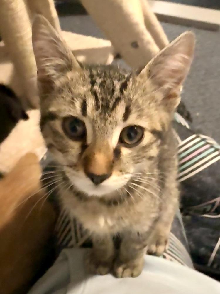 Enlarge Braeburn, a Adoptable Domestic Short Hair in Bellingham, WA image 3/5