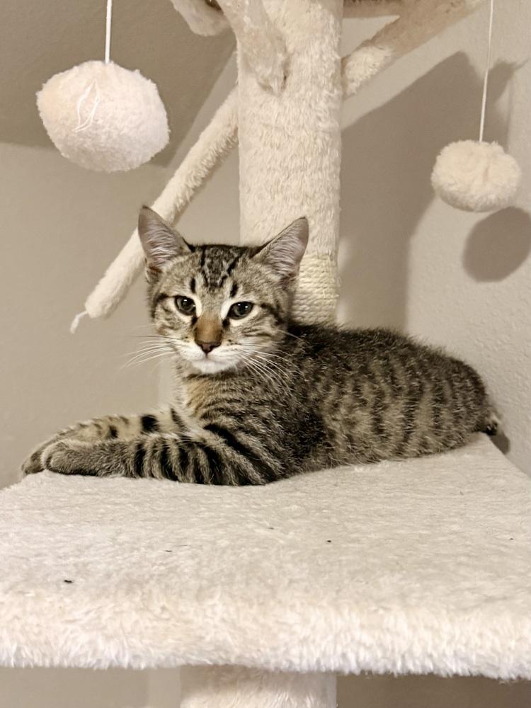 Enlarge Braeburn, a Adoptable Domestic Short Hair in Bellingham, WA image 4/5