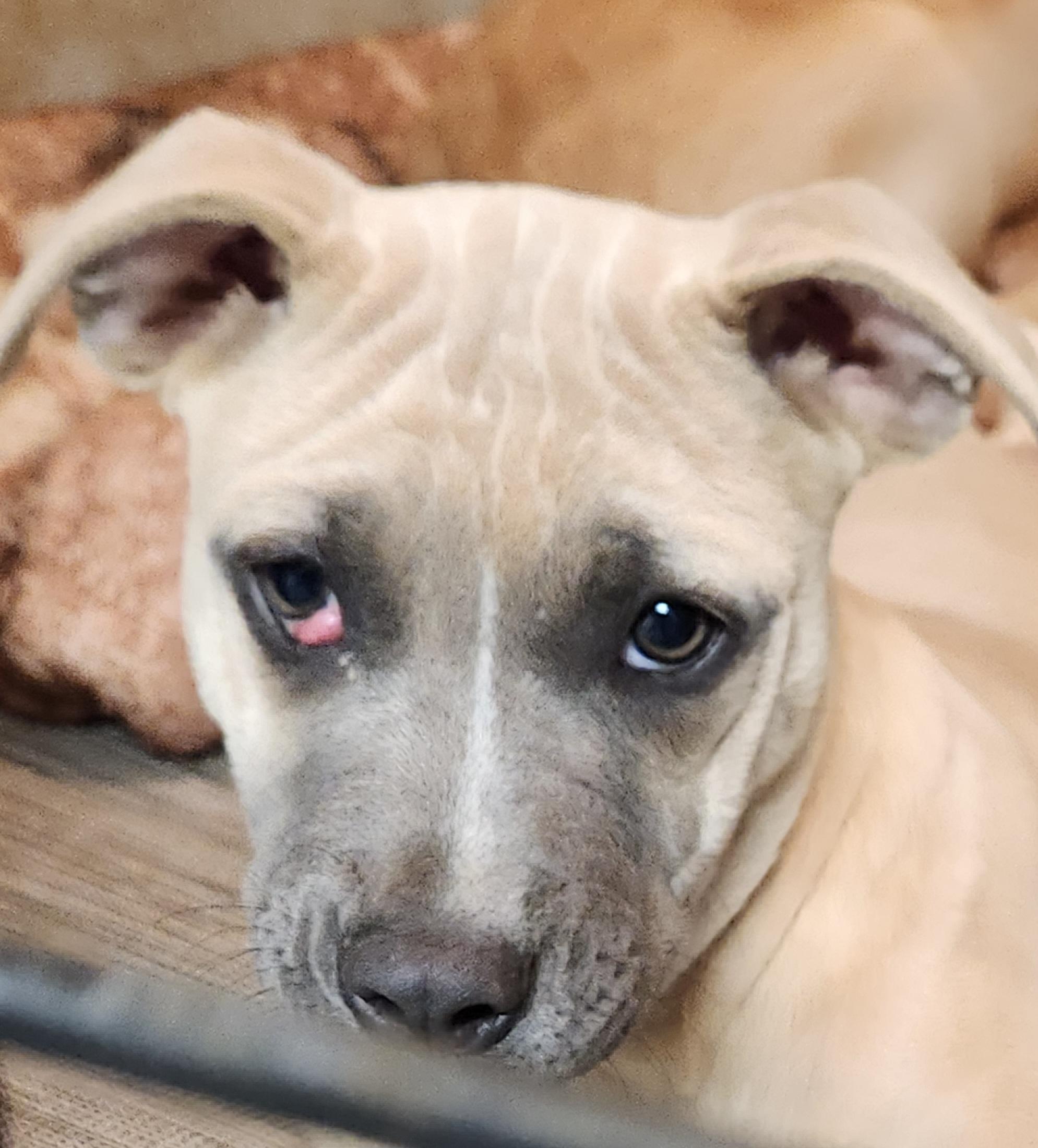 Faith, a Adoptable mixed breed in Flintstone, GA image 3/6