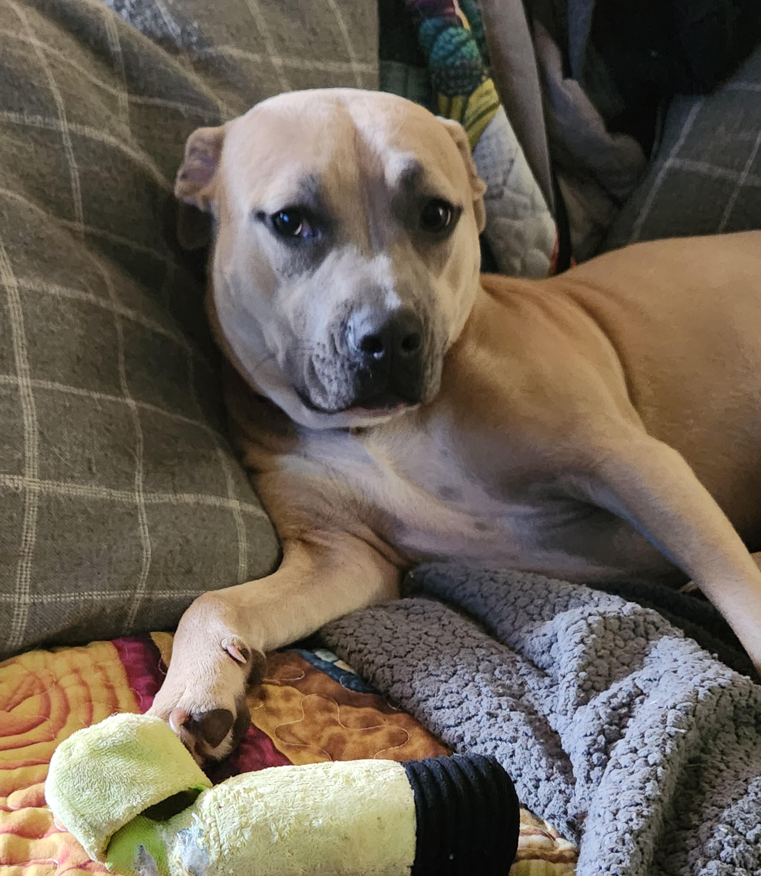 Enlarge Faith, a Adoptable mixed breed in Flintstone, GA image 6/6