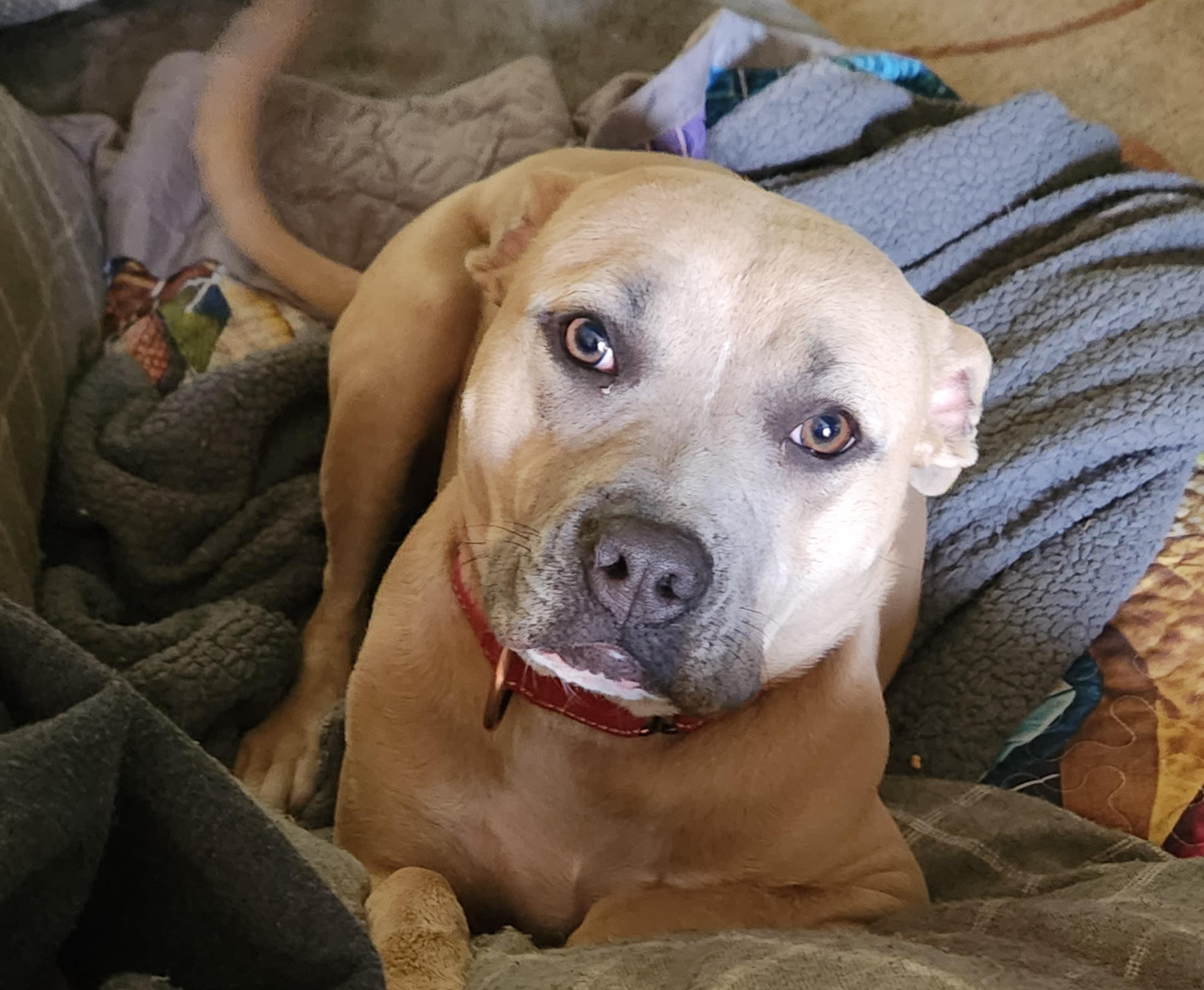 Faith, Adoptable, Adult Female Terrier.