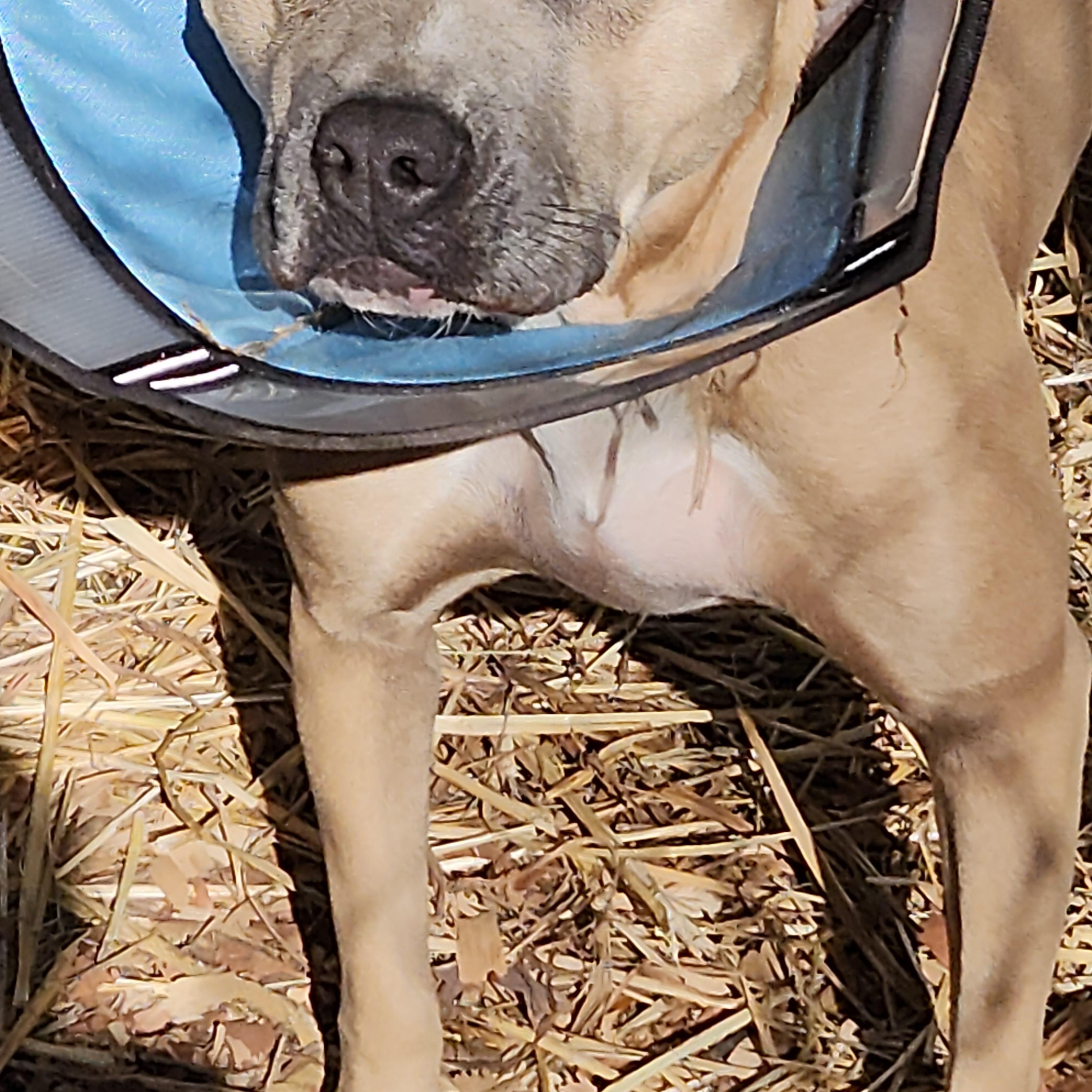 Faith, a Adoptable mixed breed in Flintstone, GA image 2/6